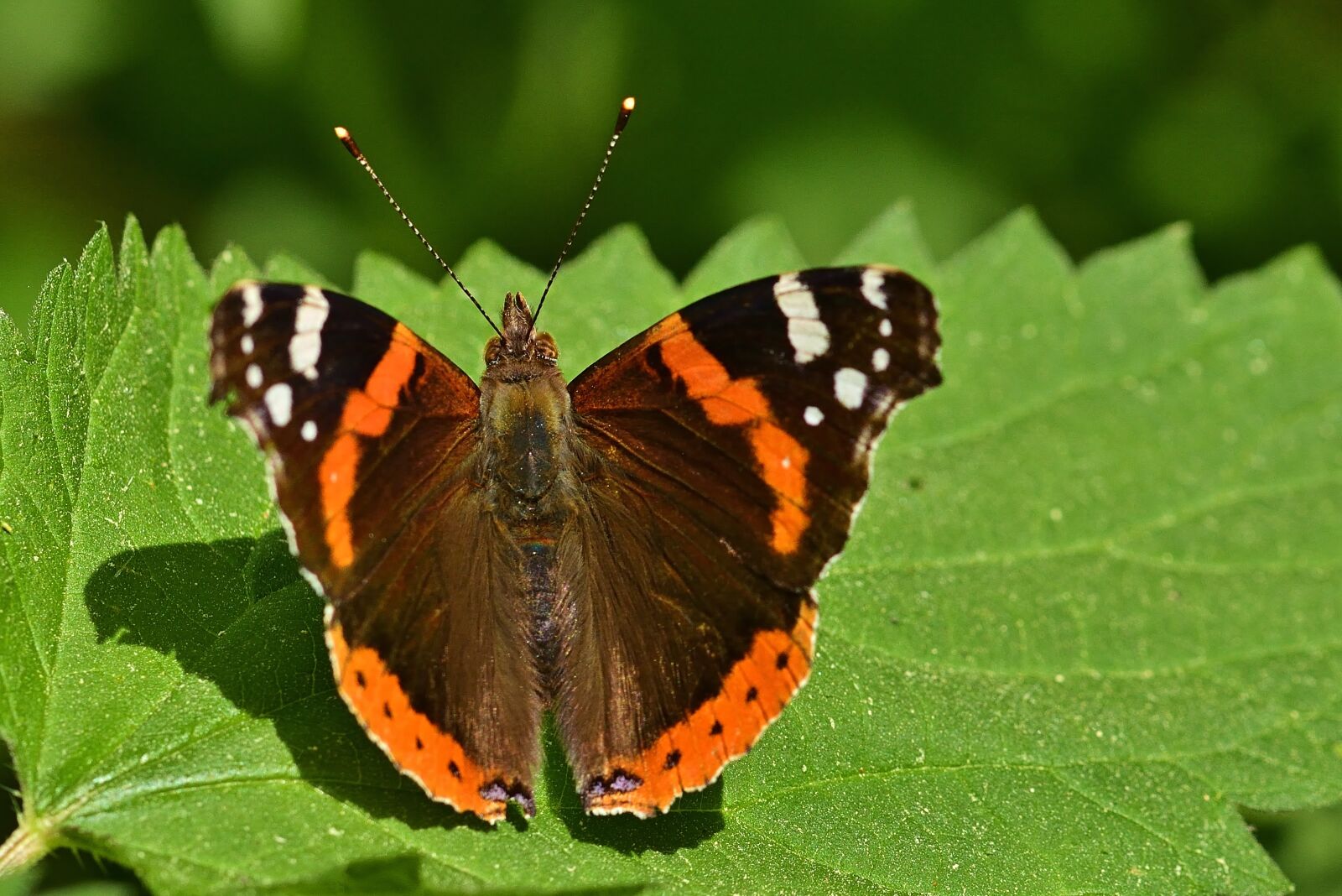 Nikon D5200 sample photo. Butterfly, admiral, close up photography