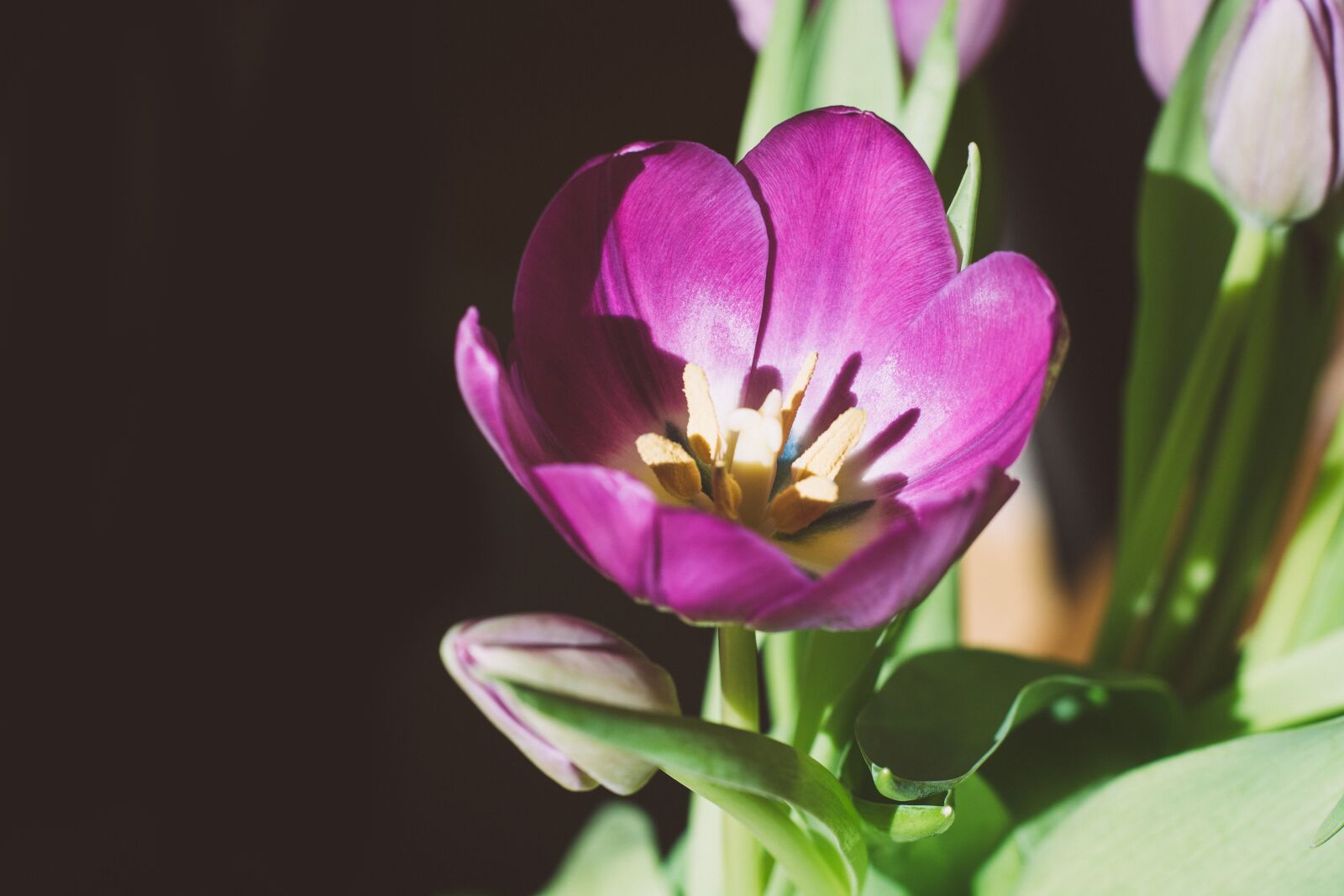 Nikon D7100 sample photo. Flower, tulip, blossom photography