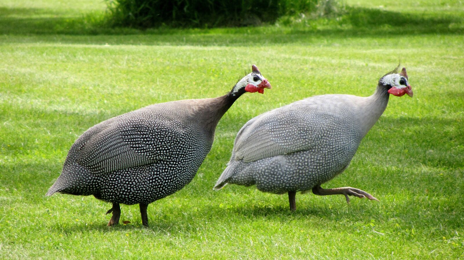 Canon PowerShot SX220 HS sample photo. Guinea fowl, dot chickens photography