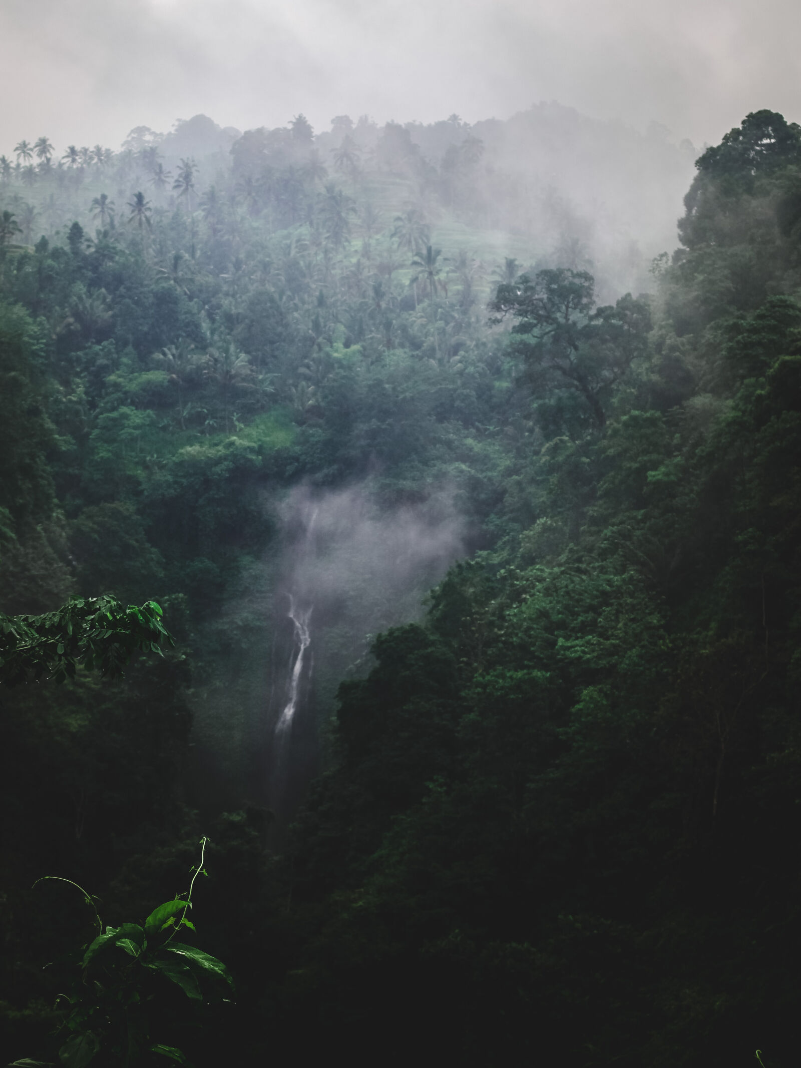 Canon EOS 700D (EOS Rebel T5i / EOS Kiss X7i) sample photo. Fog, foggy, forest, green photography