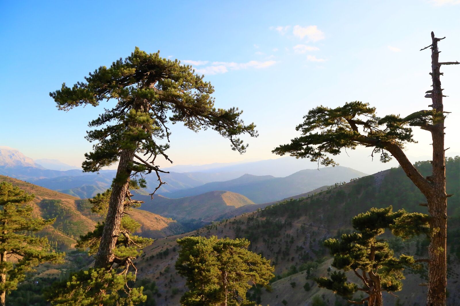 Canon EF 24-105mm F4L IS USM sample photo. Tree, mountain, forest photography