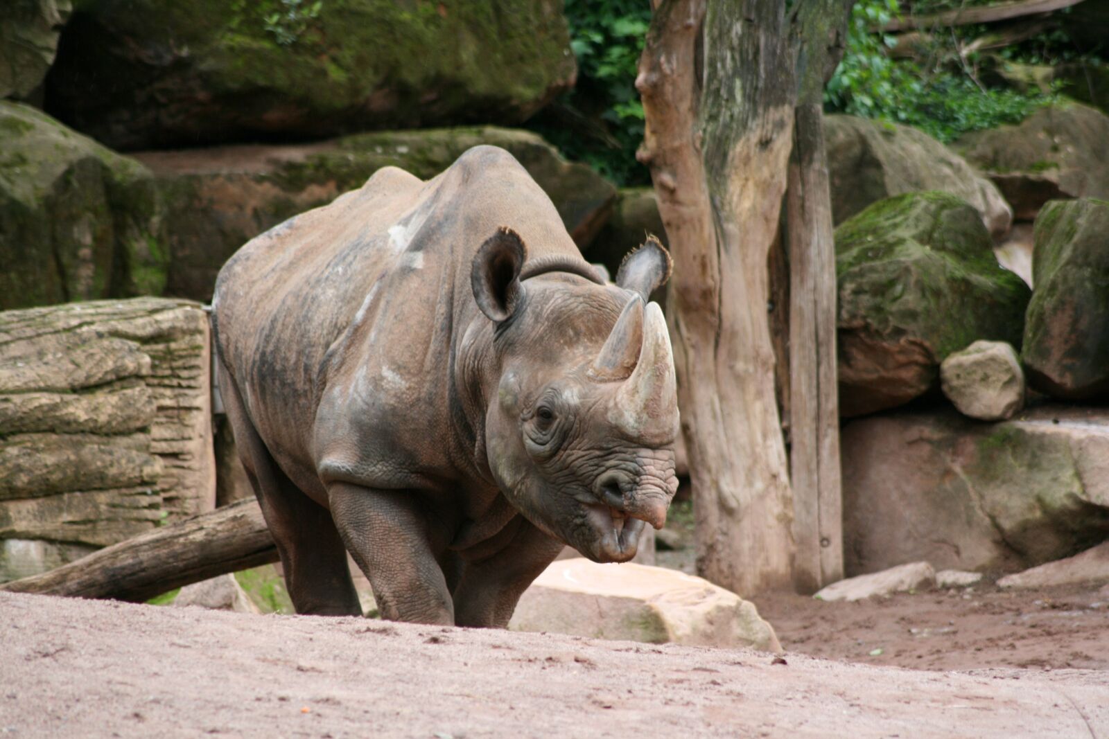 Canon EOS 400D (EOS Digital Rebel XTi / EOS Kiss Digital X) sample photo. Rhino, zoo, animals photography