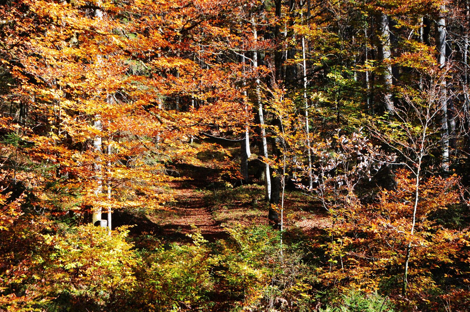 Nikon D300 sample photo. Autumn, forest, autumn woods photography