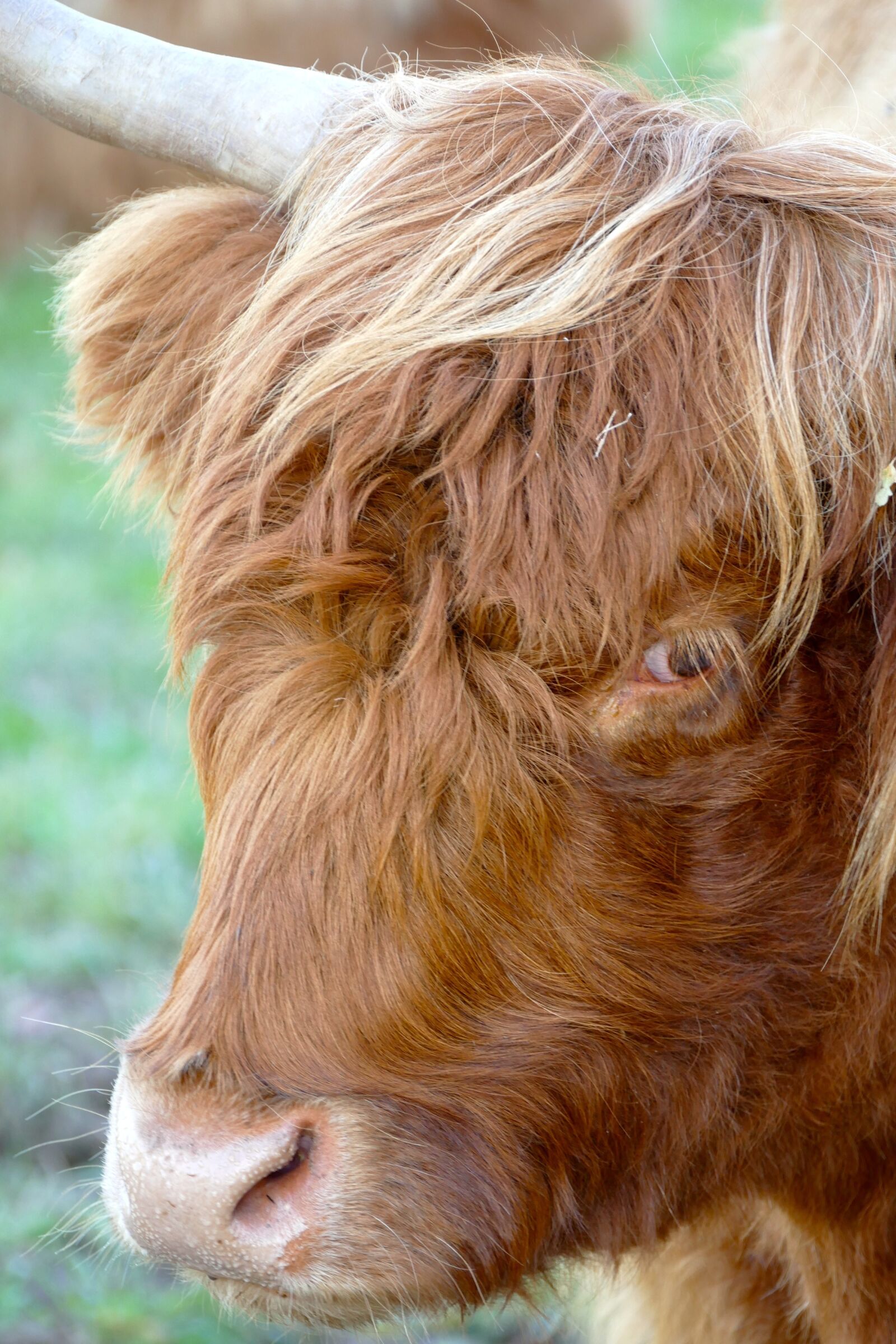 Panasonic Lumix DMC-FZ1000 sample photo. Beef, horns, animal photography