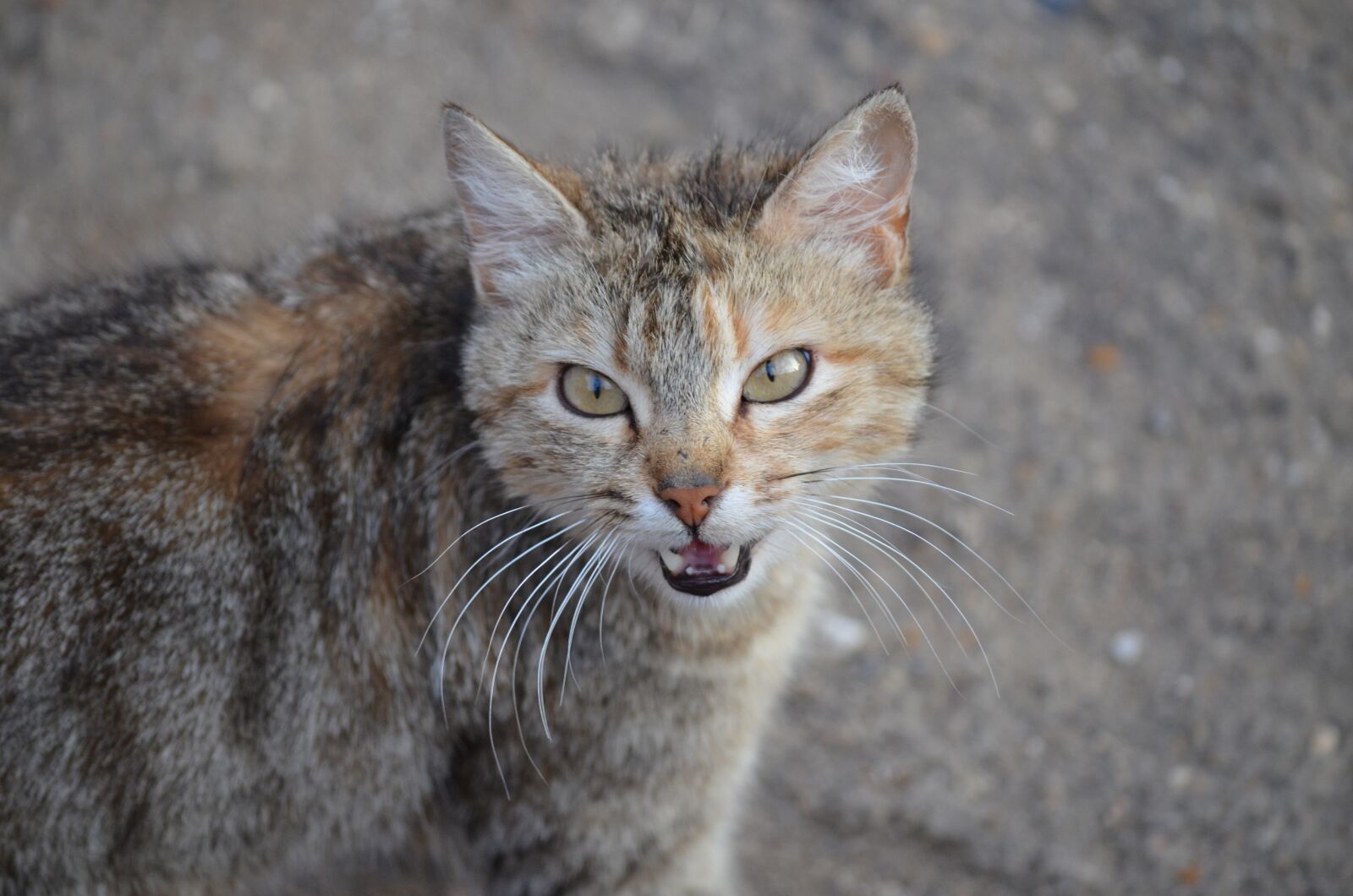 Nikon D5100 sample photo. Cat, animal, pet photography