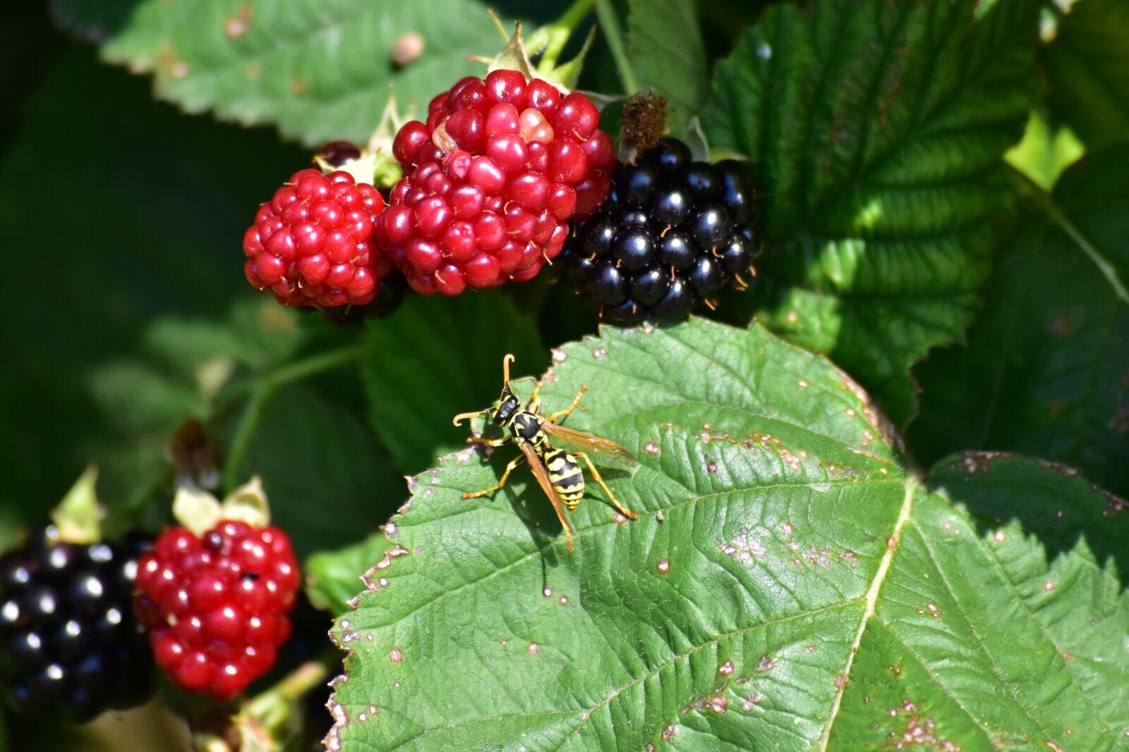 Nikon D7200 sample photo. Nature, fruit, wasp photography