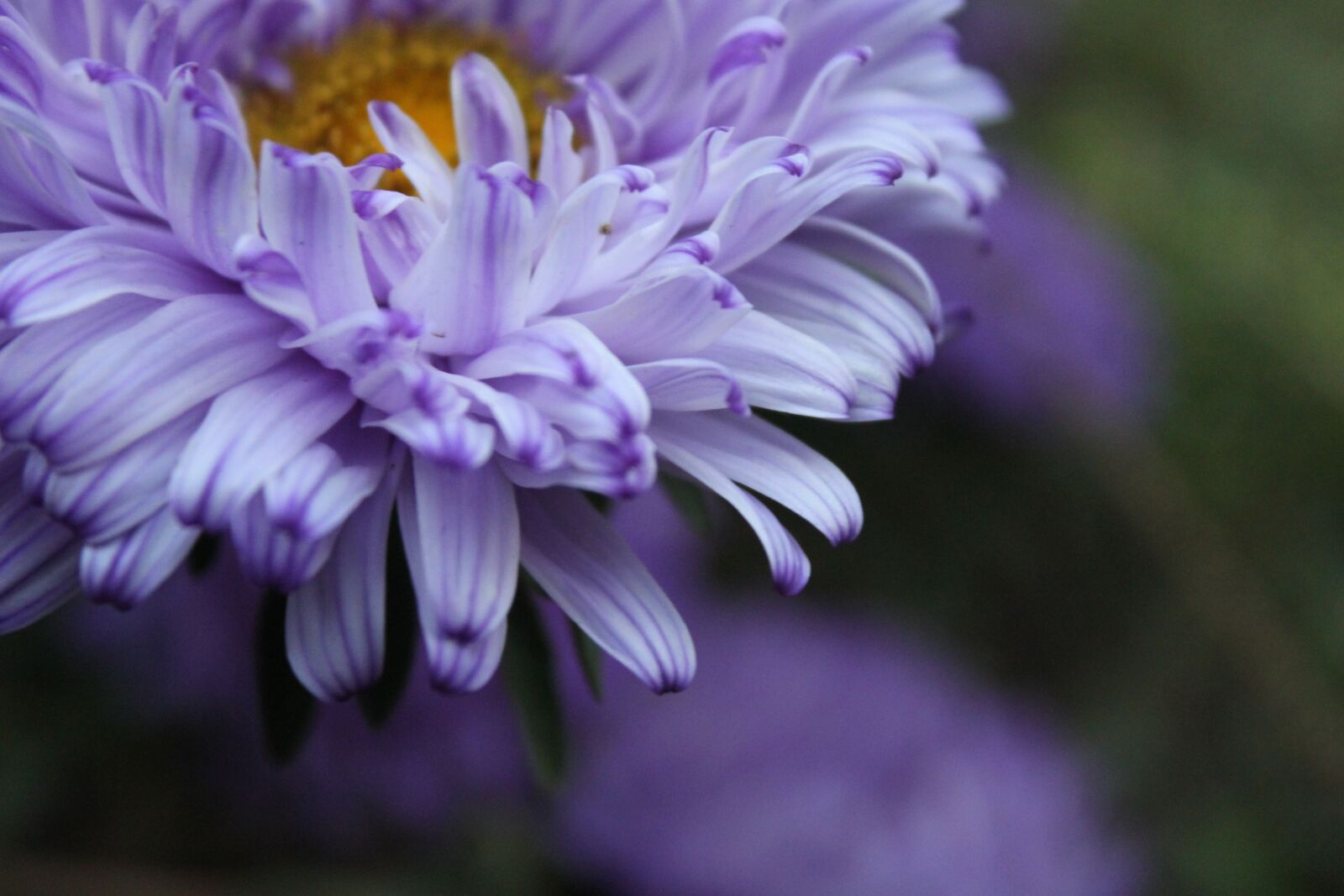 Canon EOS 500D (EOS Rebel T1i / EOS Kiss X3) sample photo. Flowers, green, autumn photography