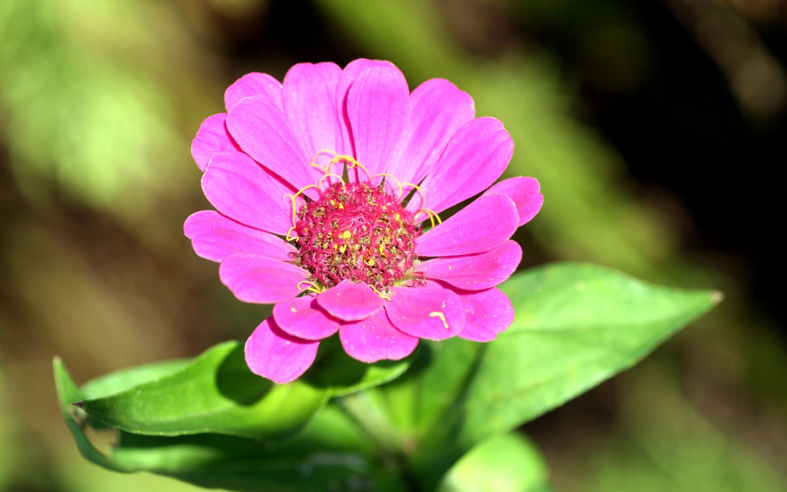 Canon EOS 350D (EOS Digital Rebel XT / EOS Kiss Digital N) sample photo. Flower, garden, pink photography