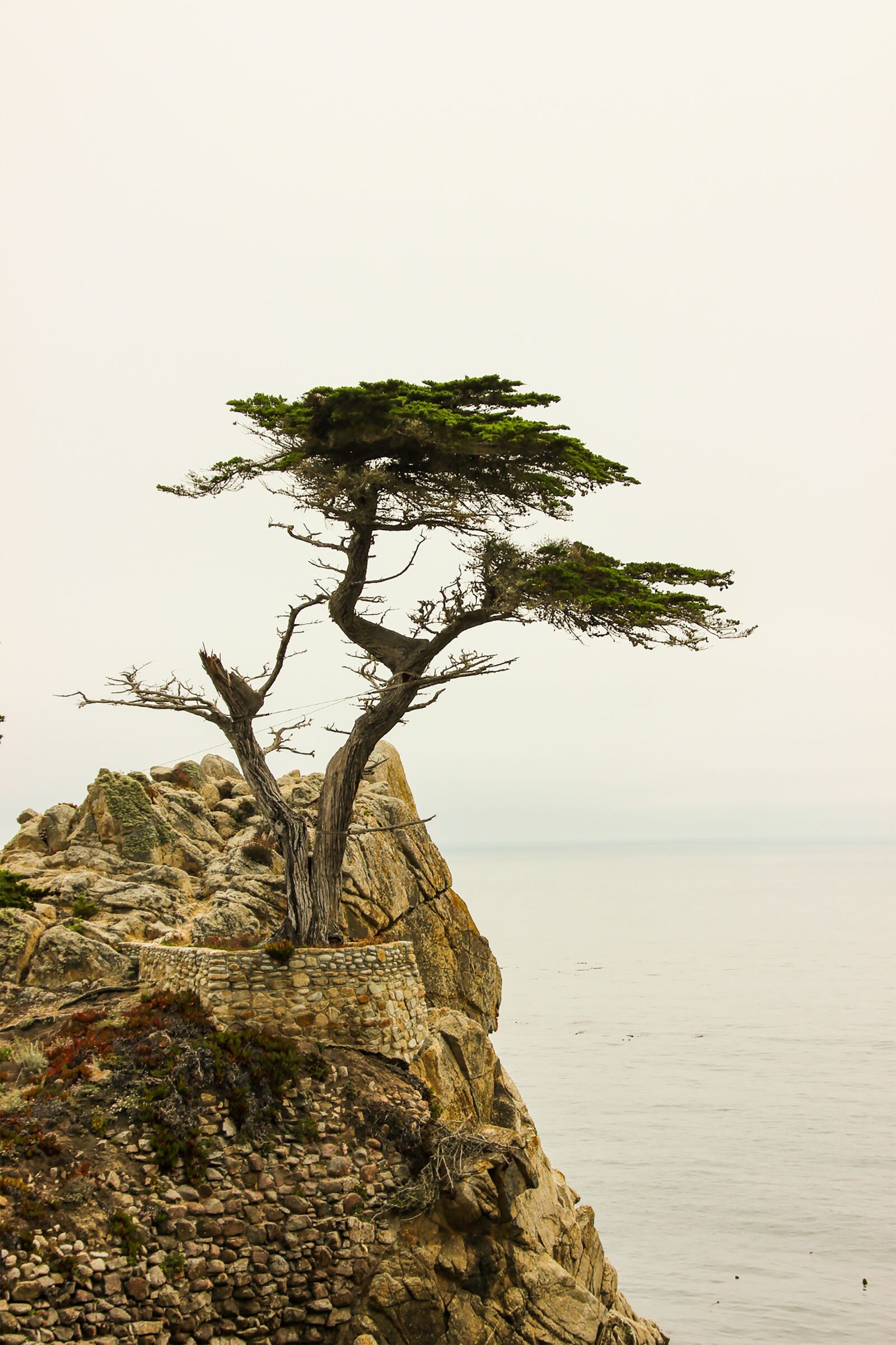 Canon EOS 600D (Rebel EOS T3i / EOS Kiss X5) sample photo. Lone cyprus, monterey, carmel-by-the-sea photography