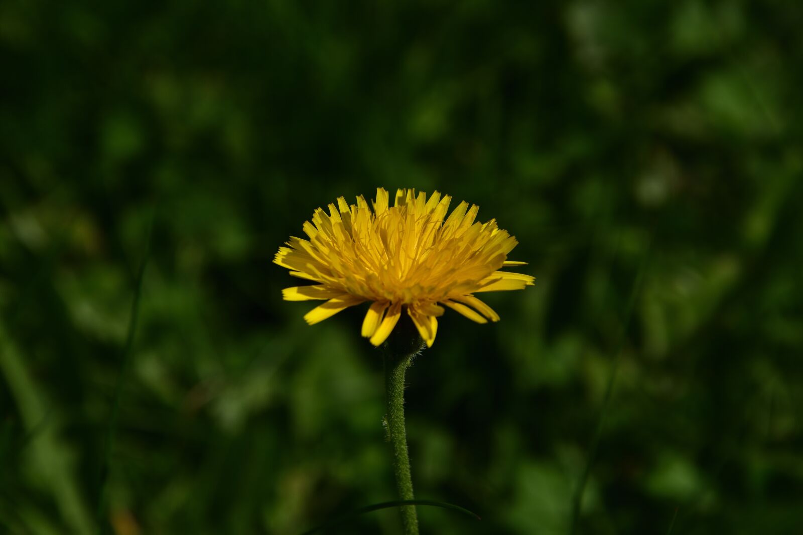 Nikon D3400 sample photo. Smil, garden, summer photography