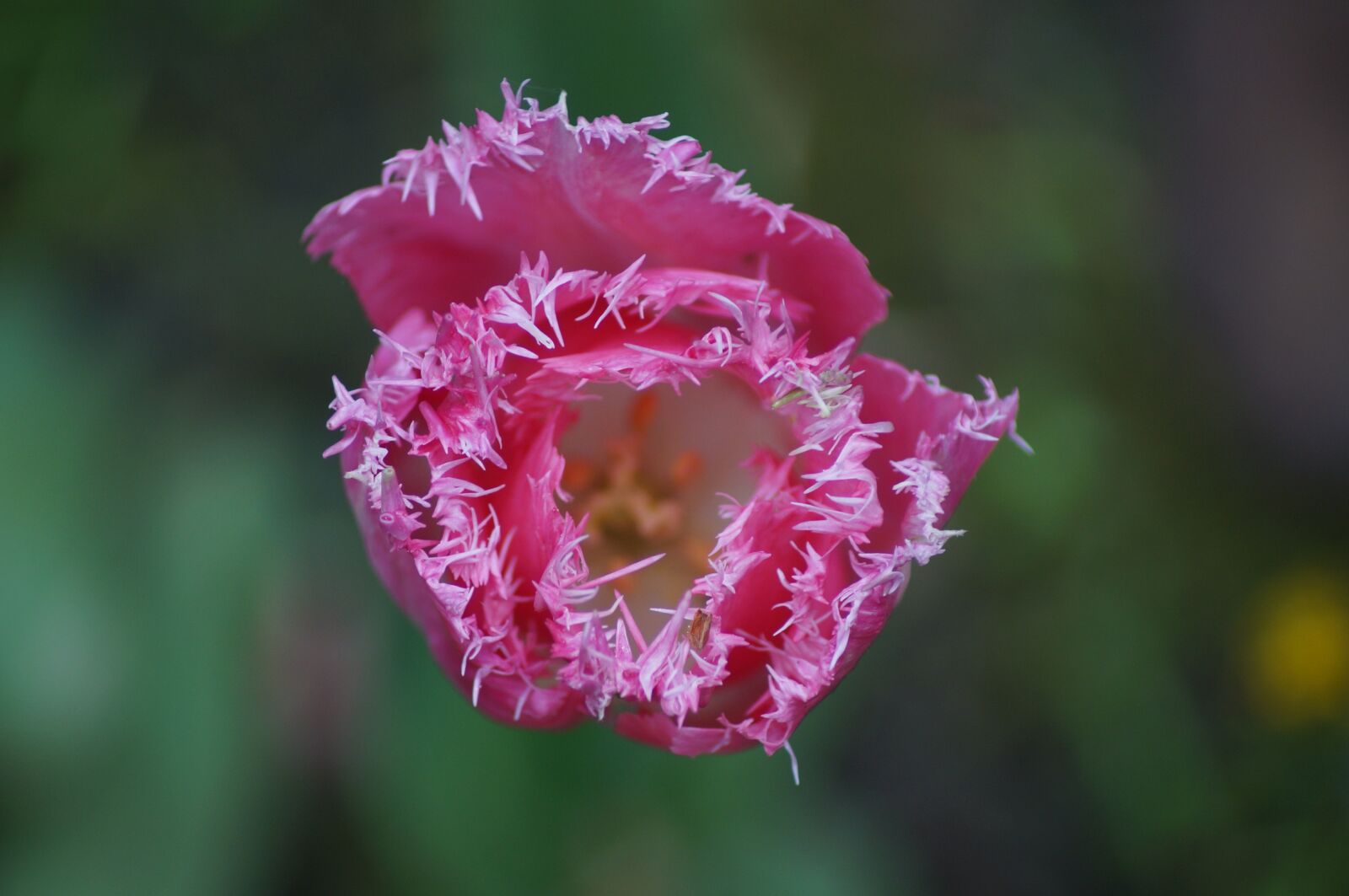 Sony SLT-A57 sample photo. Flower, pink, blossom photography