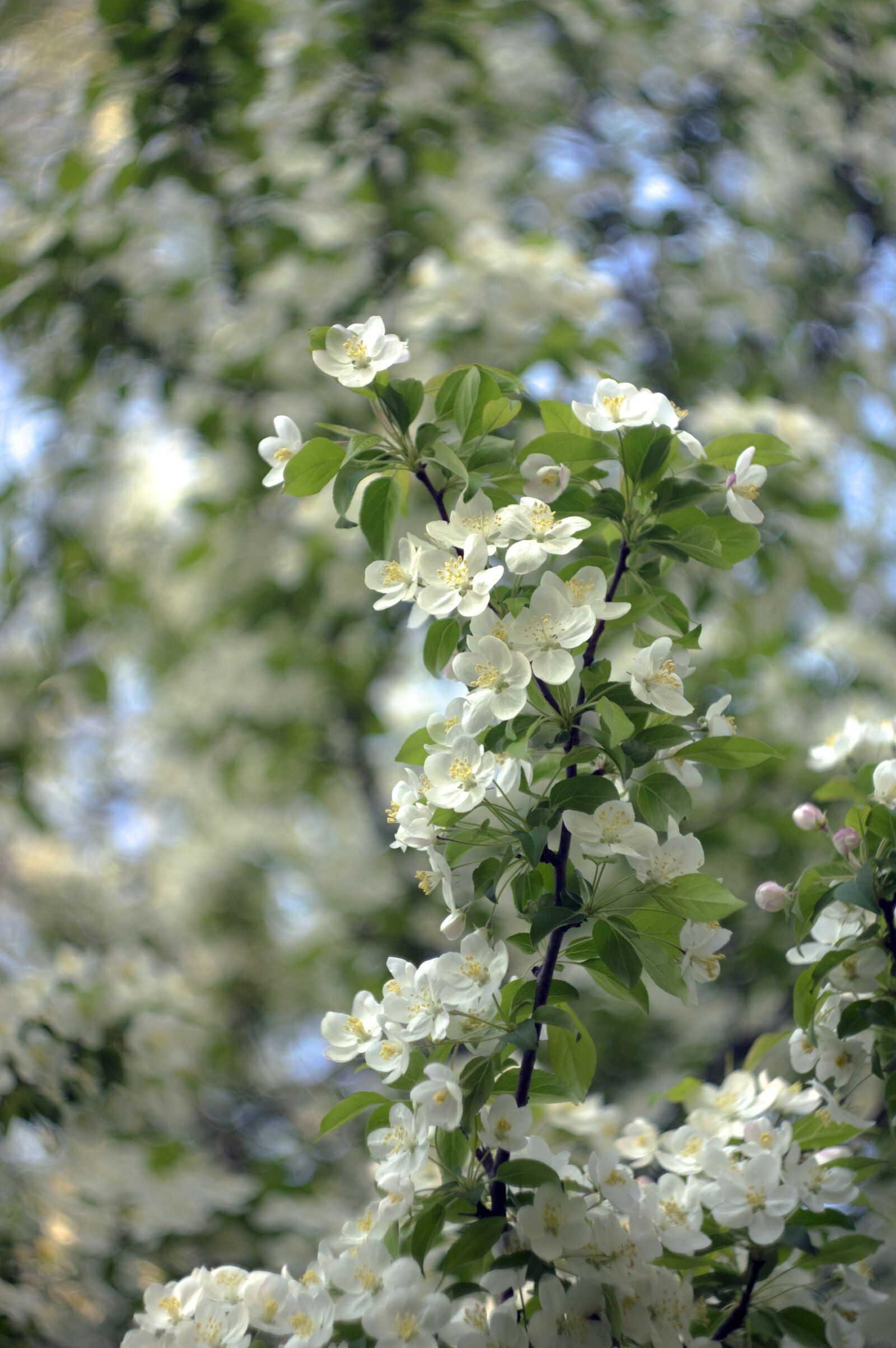 A Series Lens sample photo. Spring, blossoms, white photography