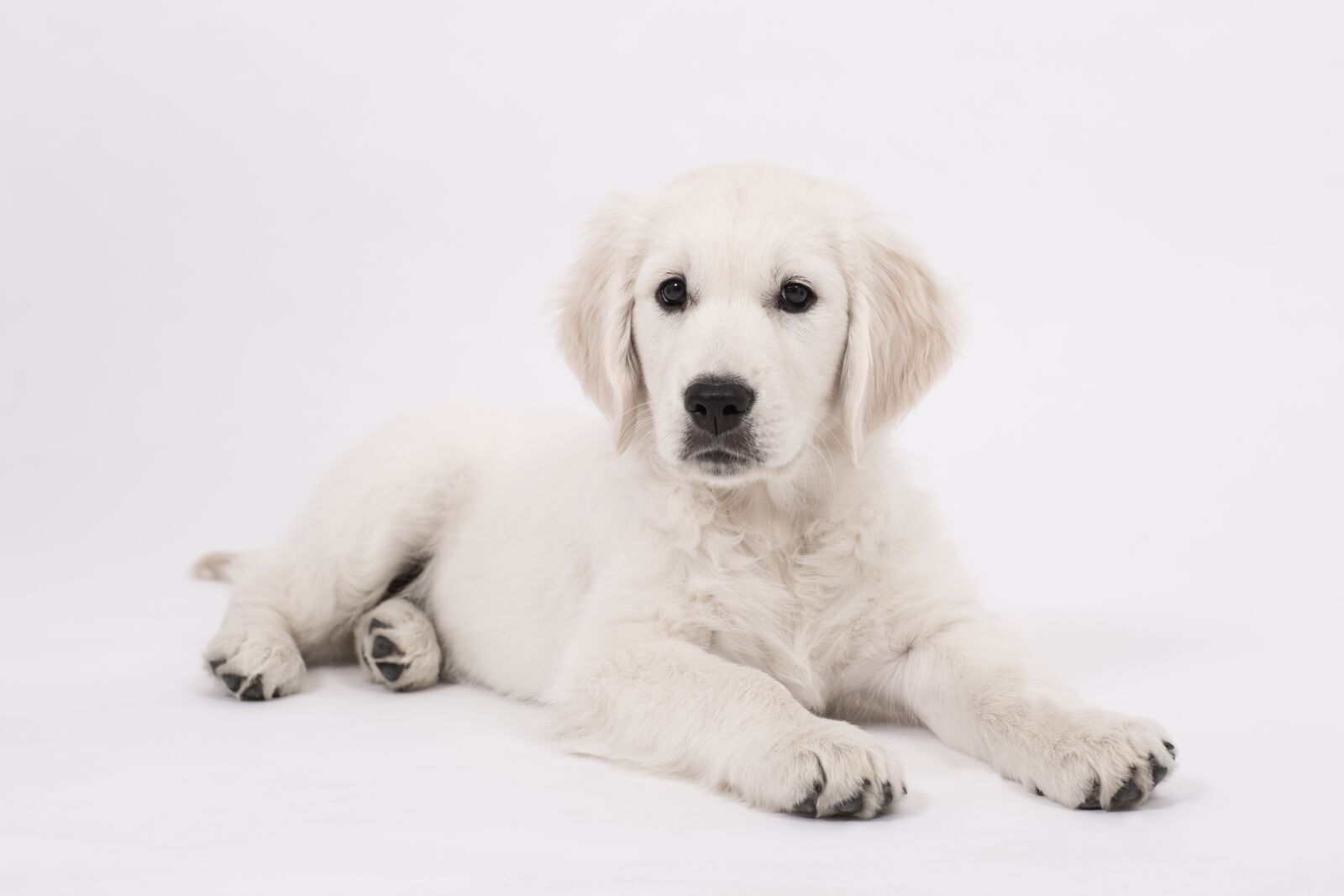 Canon EF 85mm F1.2L II USM sample photo. Dog, golden retriever, puppy photography