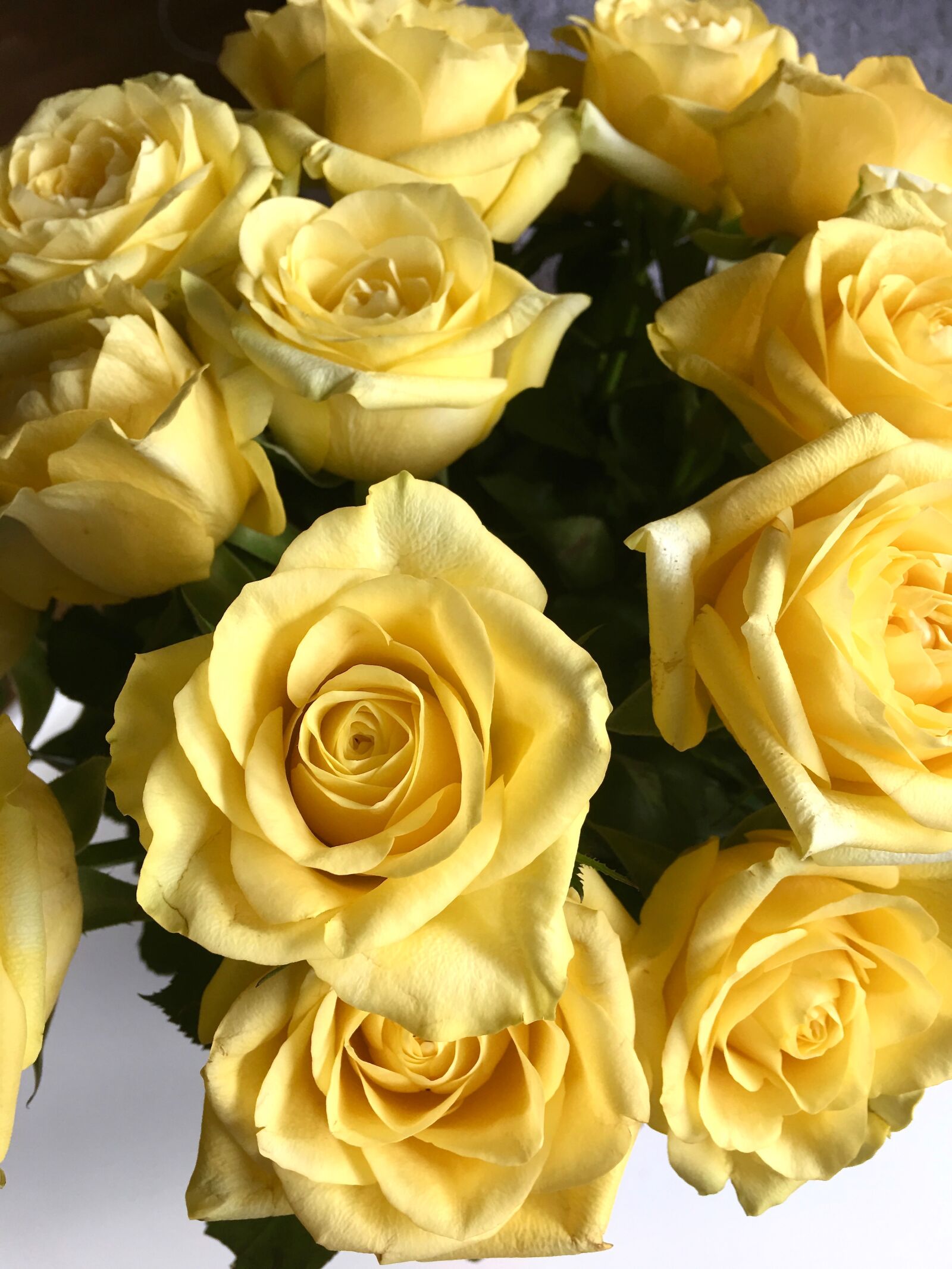 Apple iPhone 6s Plus sample photo. Rose, roses, yellow photography