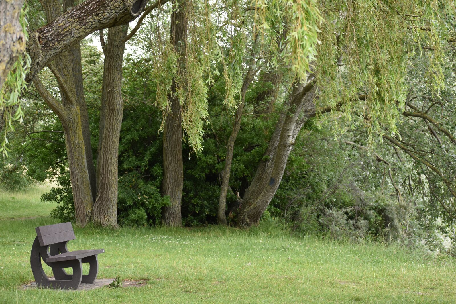 Nikon D3500 sample photo. Nature, park, bench photography