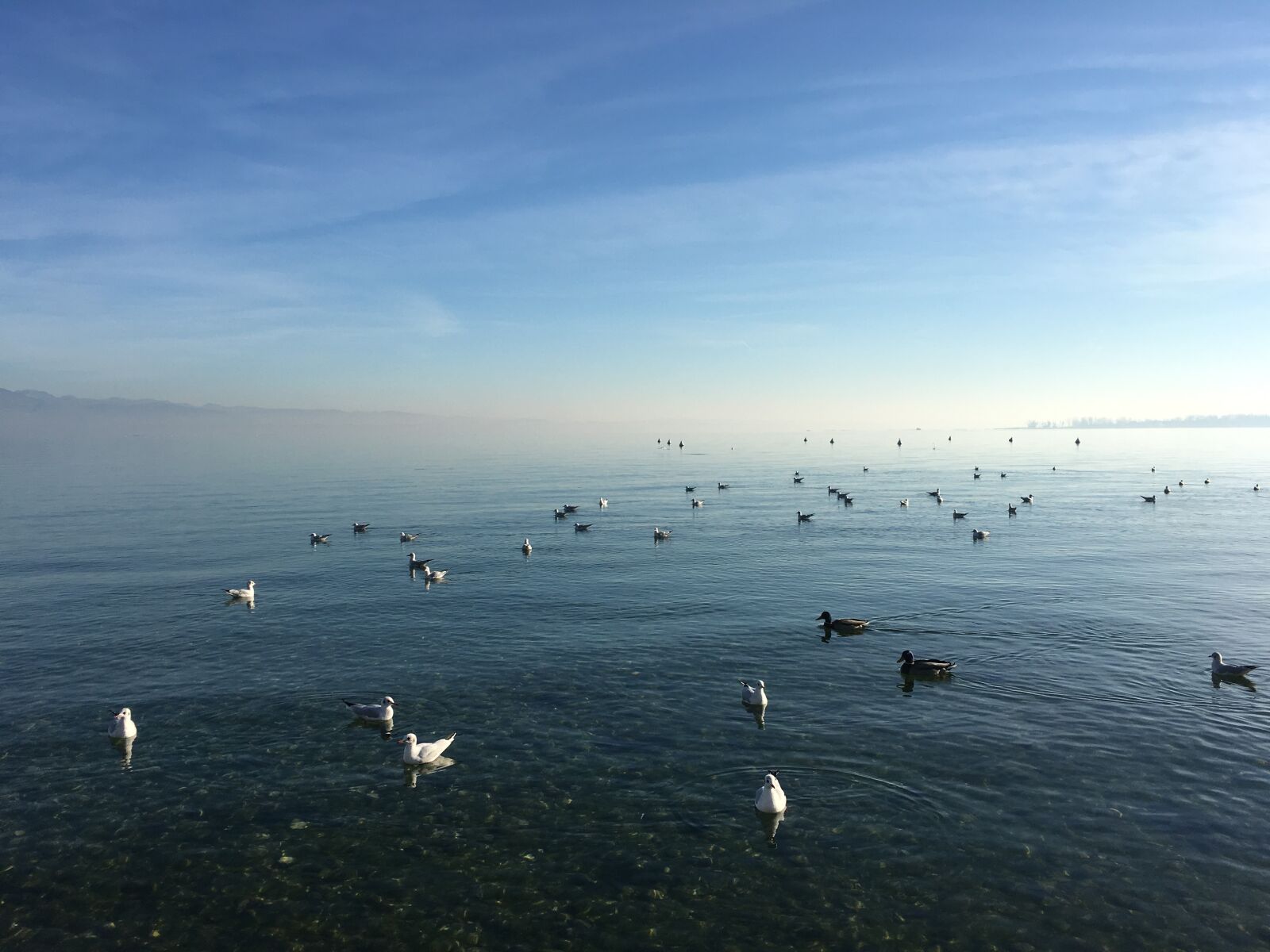 Apple iPhone 6s sample photo. Lake, sunset, duck photography