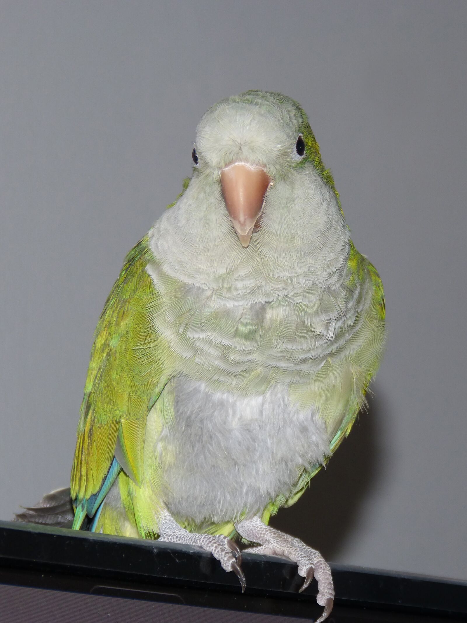 Panasonic DMC-FZ62 sample photo. Parrot, bird, birds photography
