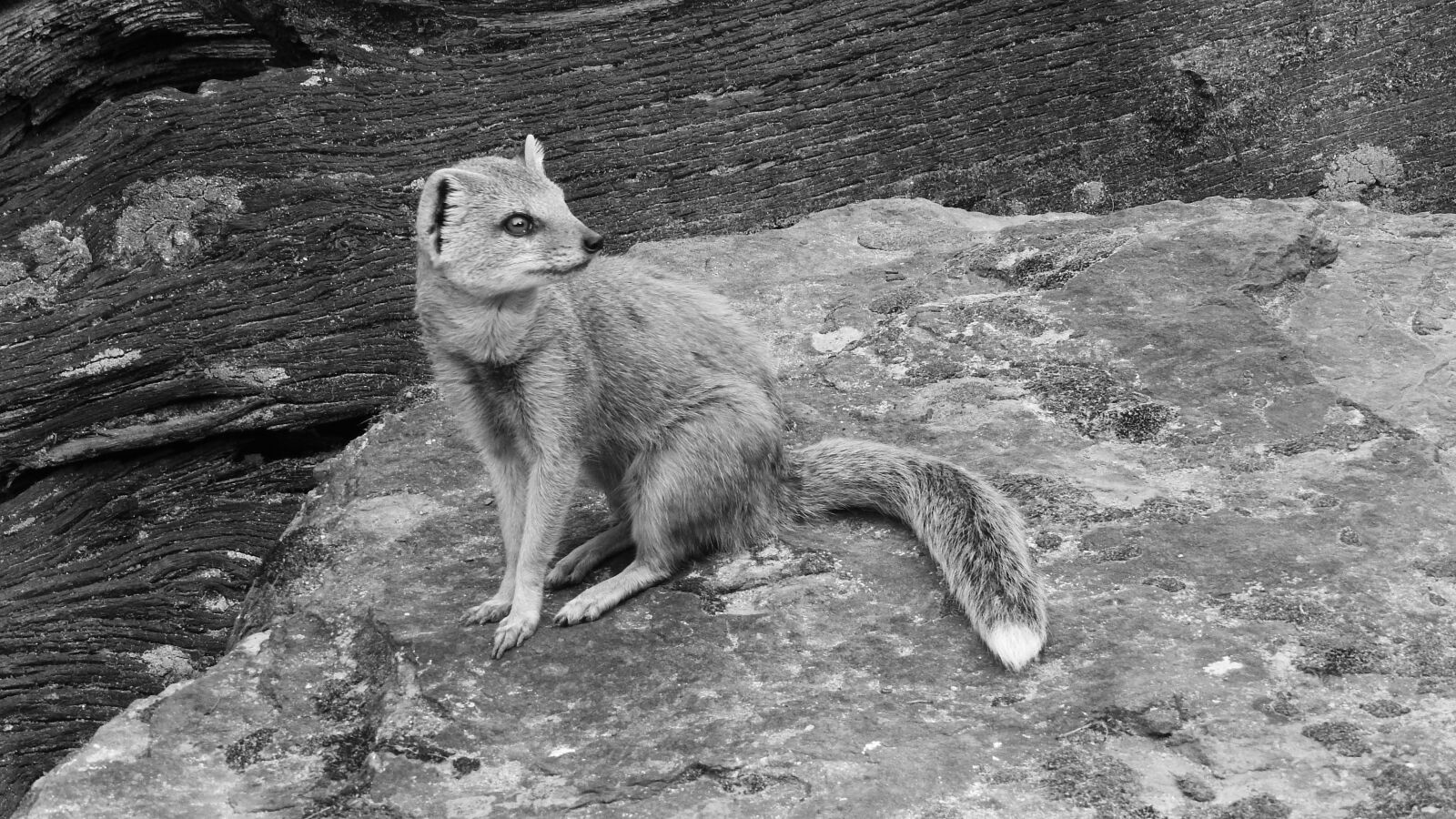 Nikon Coolpix P610 sample photo. Mongoose fox, african beast photography