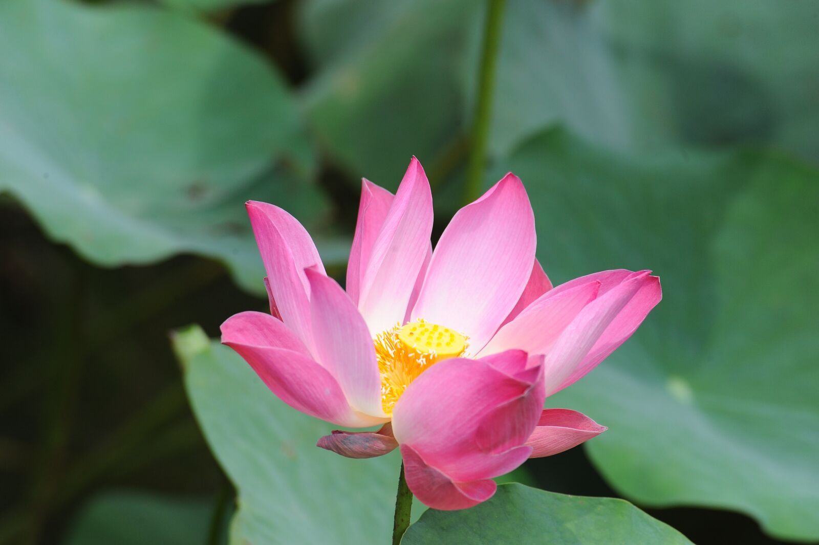 Nikon D3 sample photo. Lotus, vietnam, lake photography