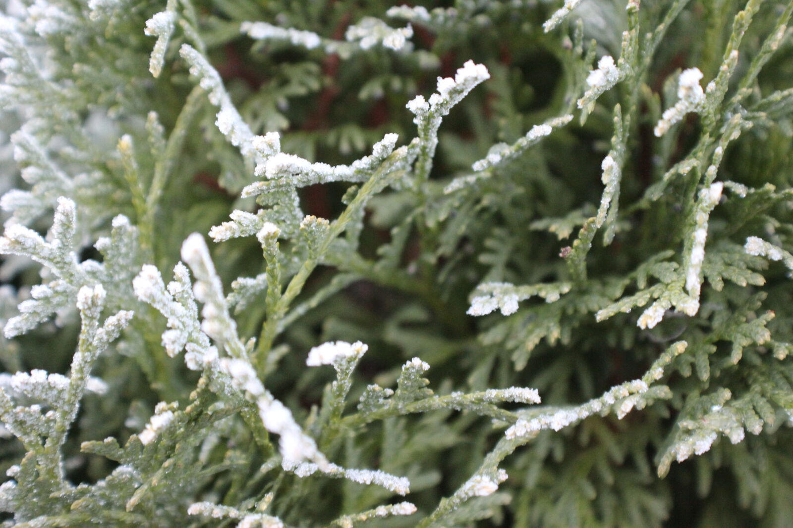 Canon EOS 1200D (EOS Rebel T5 / EOS Kiss X70 / EOS Hi) sample photo. Bush, frost, shrub, winter photography