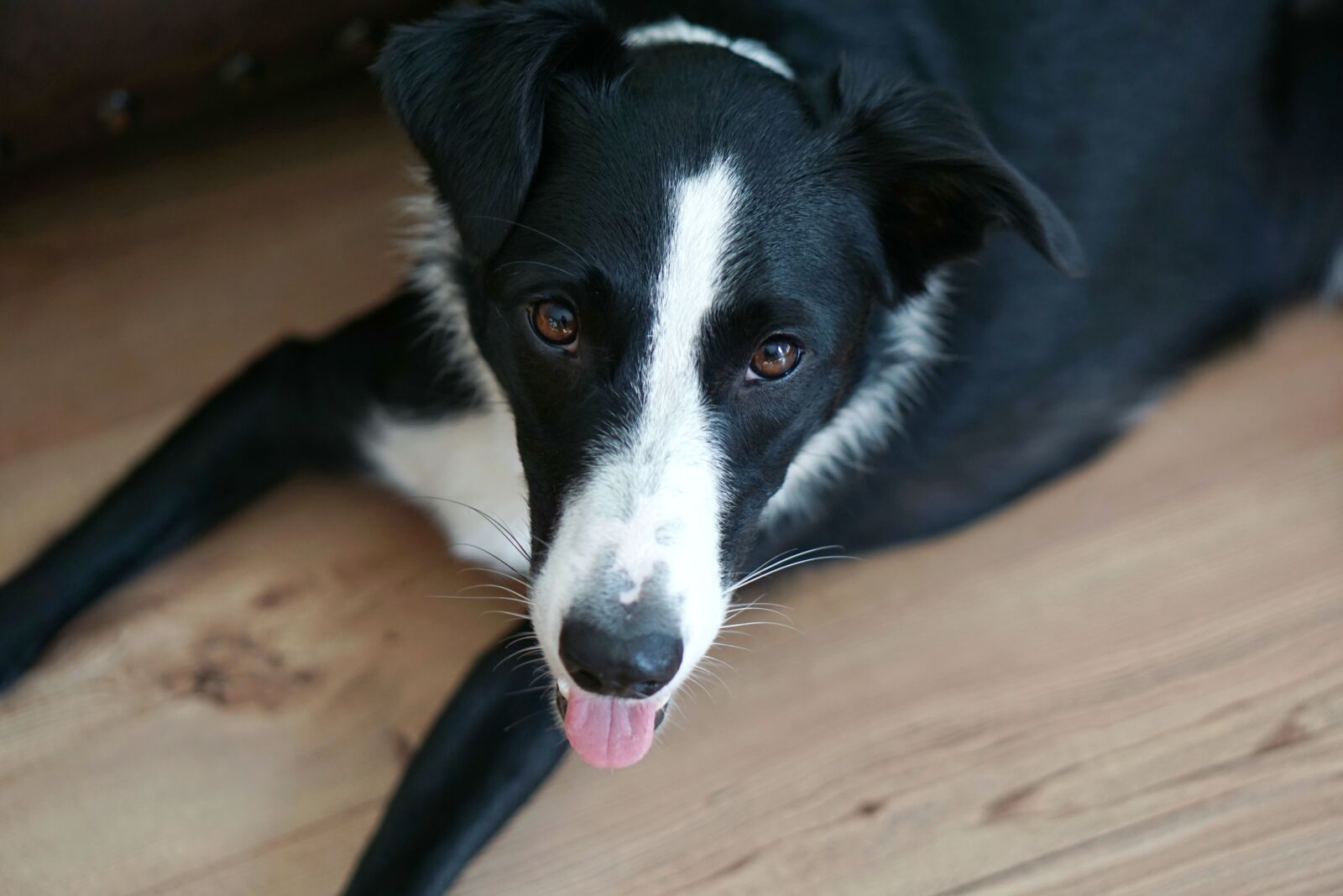 E 50mm F1.8 OSS sample photo. Dog, fur, dog tongue photography