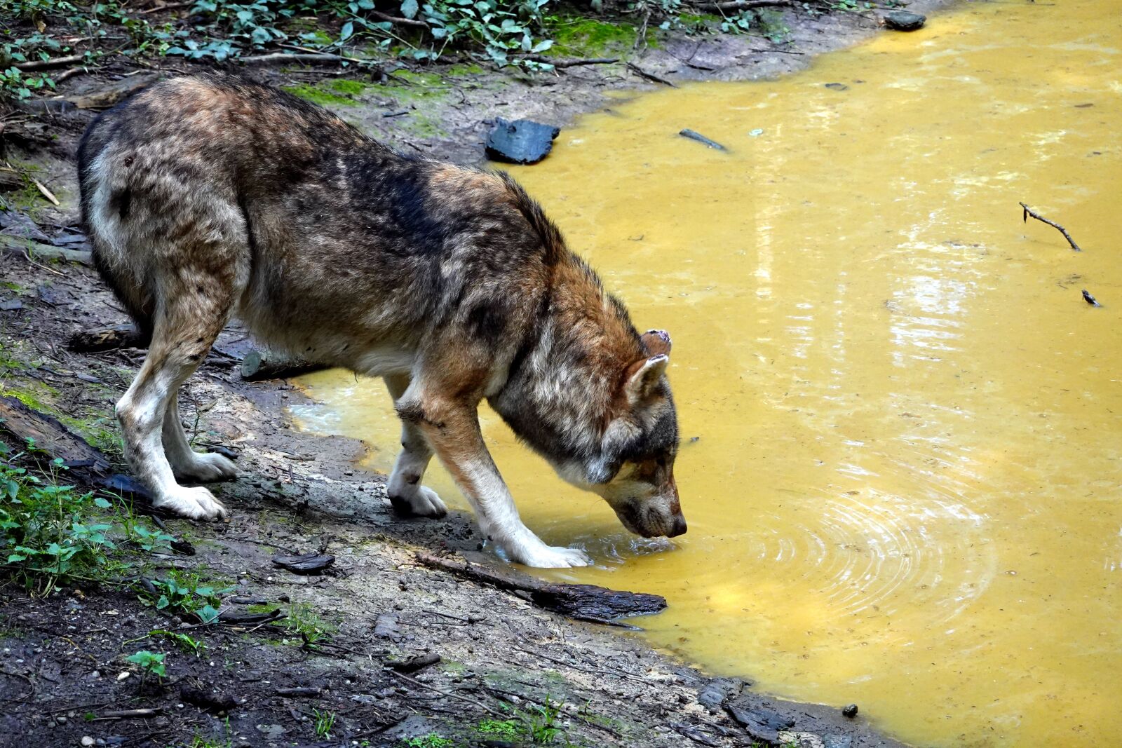 Sony Cyber-shot DSC-RX100 VI sample photo. Wolf, drink, wild photography