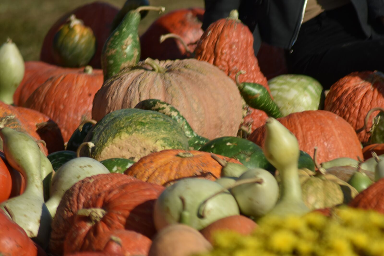 Nikon D3400 sample photo. Fall, pumpkin, gourds photography