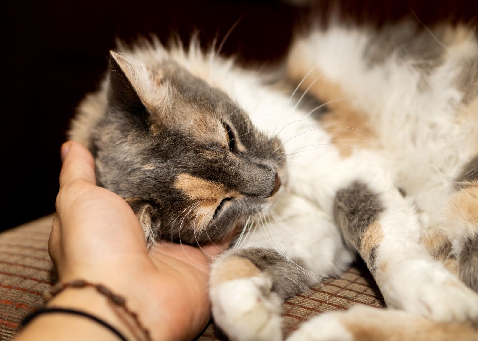 E 50mm F1.8 OSS sample photo. Cat, animal, cute photography