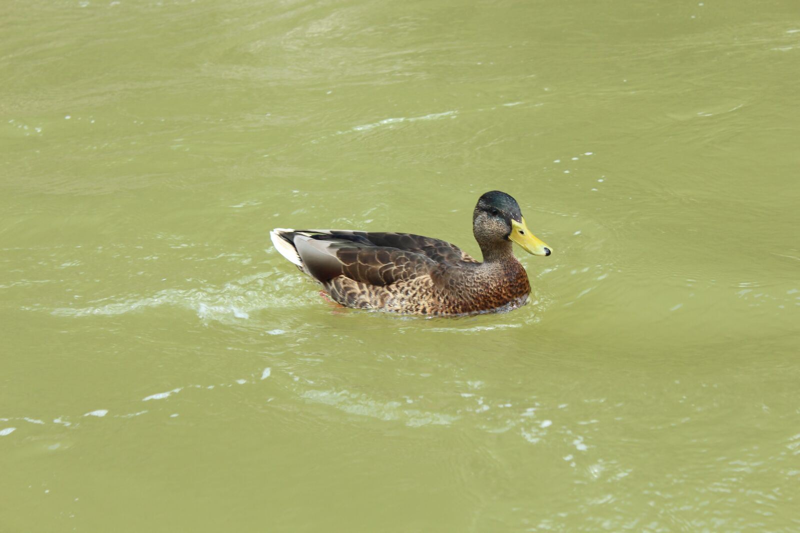 Canon EOS 650D (EOS Rebel T4i / EOS Kiss X6i) sample photo. Duck, water, nature photography