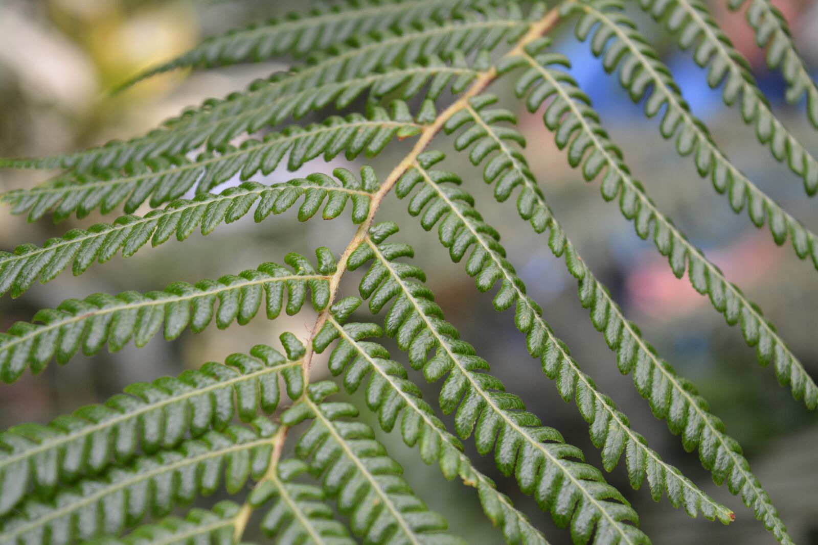 Nikon D5200 sample photo. Nature, leaf, plant photography