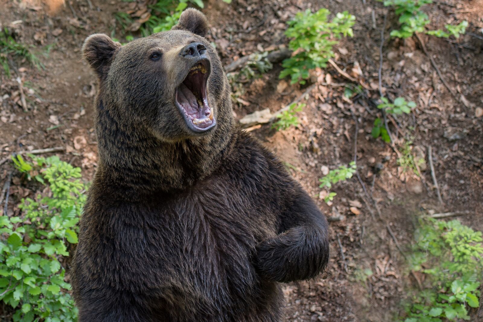 Nikon D750 sample photo. Bear, brown bear, teddy photography