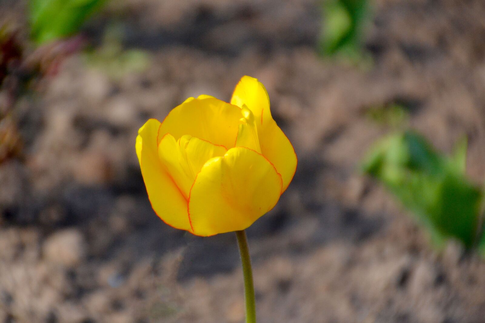 Nikon D3100 sample photo. Yellow, blossom, bloom photography
