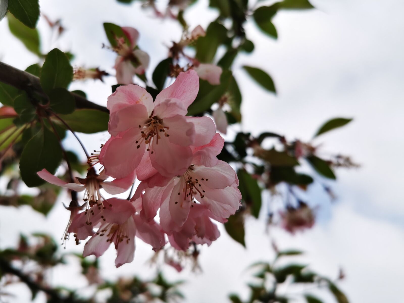 HUAWEI P30 Pro sample photo. Flower, spring, summer photography