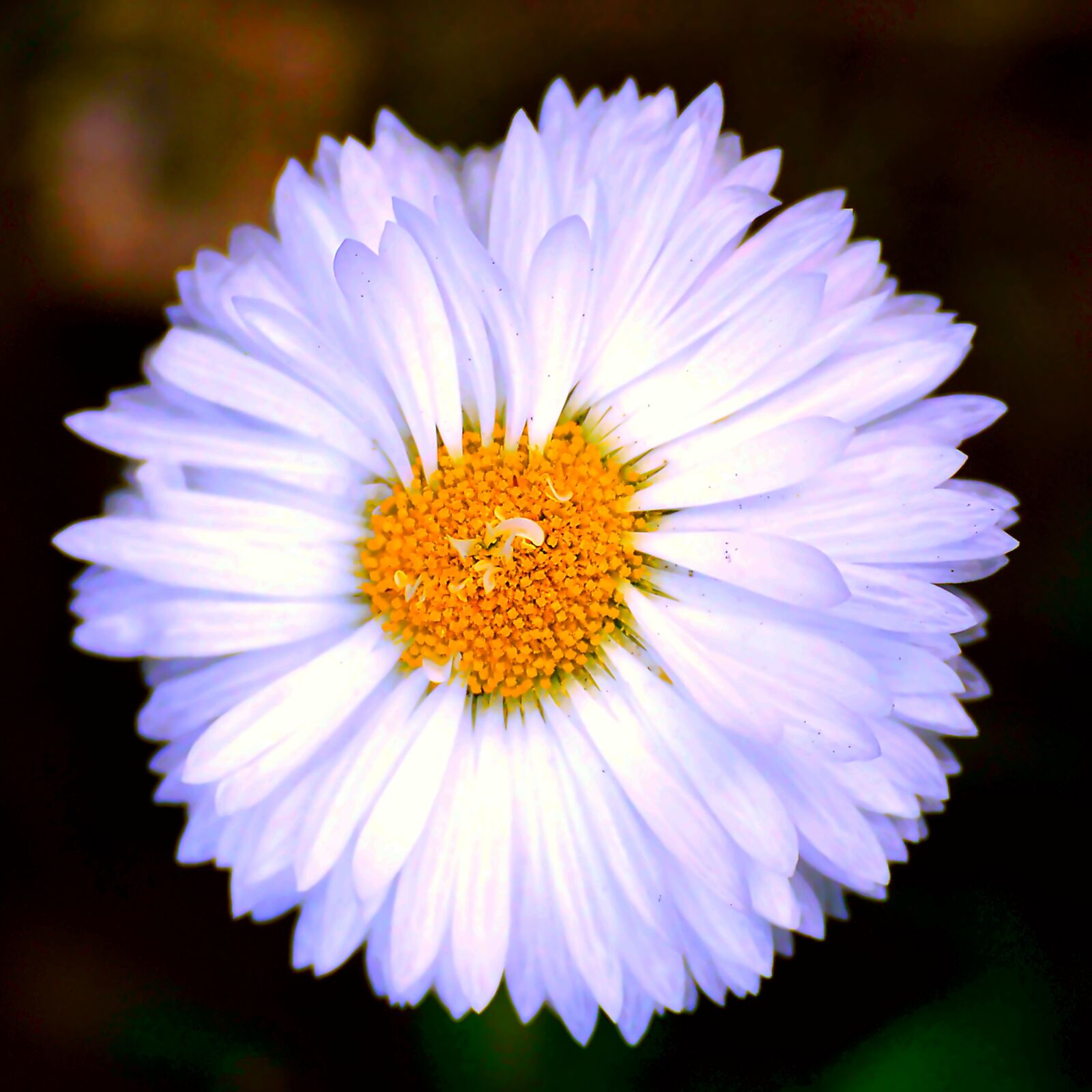 Nikon D3200 sample photo. Blossom, bloom, white photography