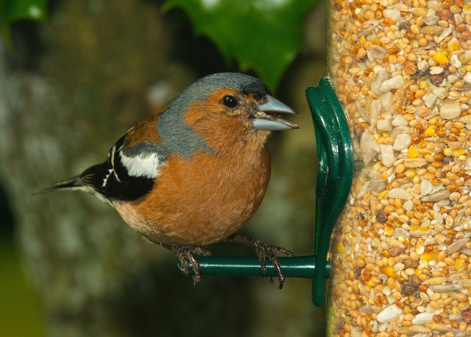 Nikon D800 sample photo. Bird, finch, wildlife photography
