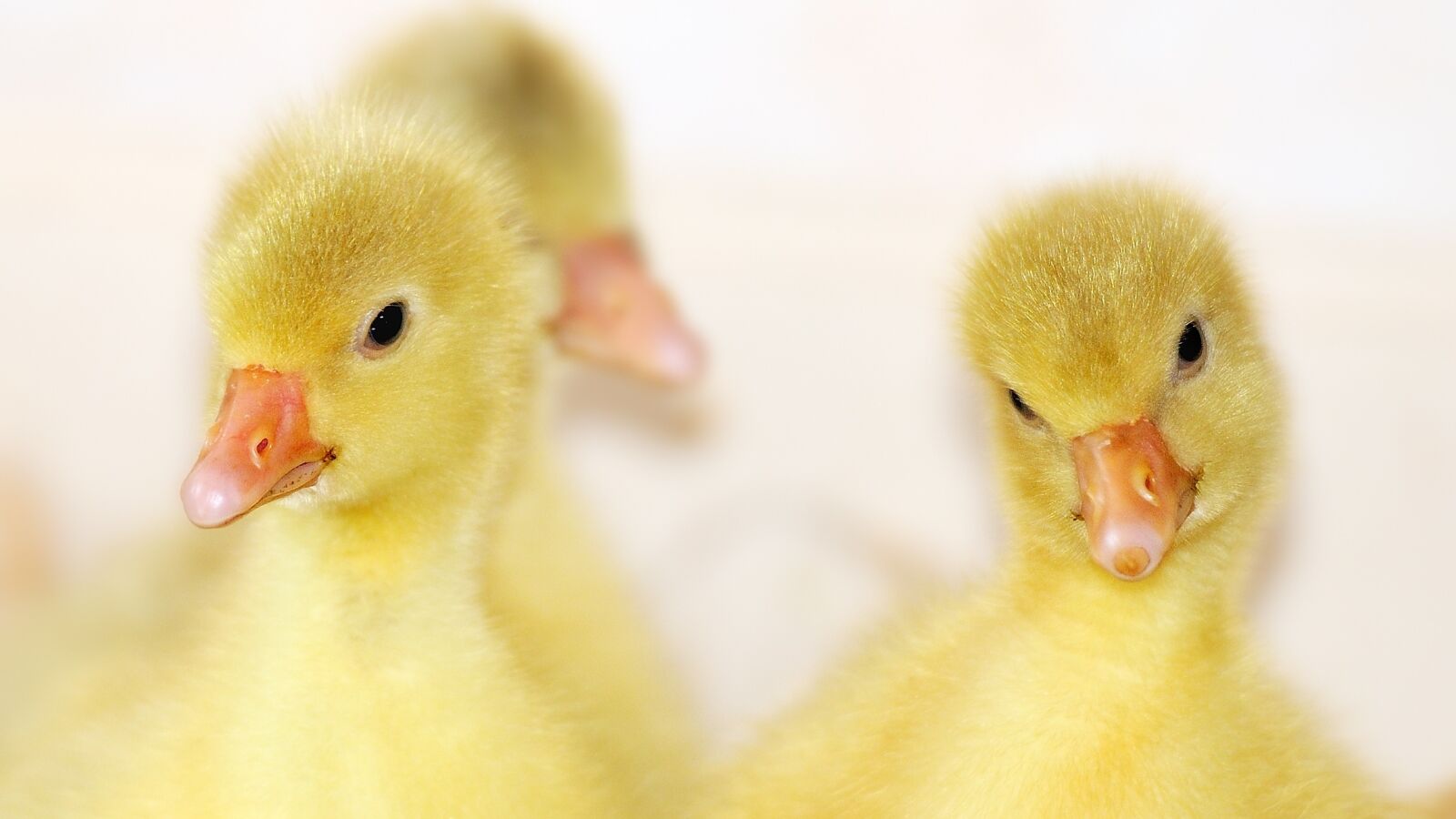 Nikon D300S sample photo. Animal, chicks, goose photography