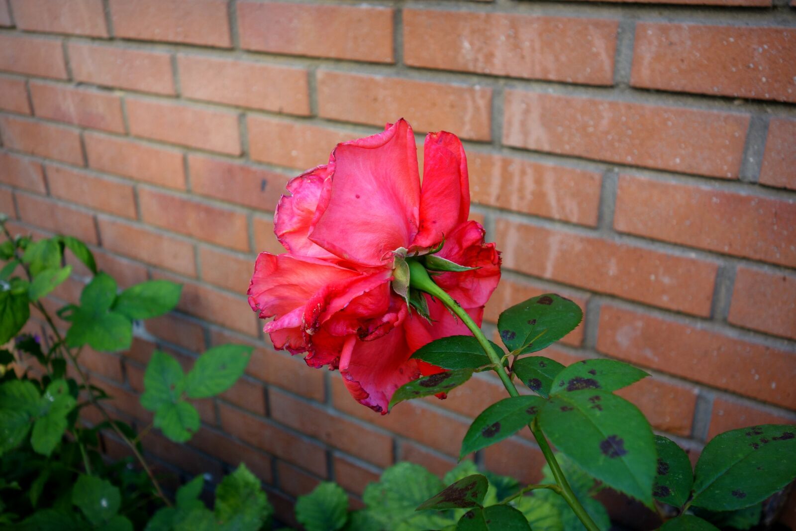 Sony Cyber-shot DSC-RX100 sample photo. Rose, flower, bloom photography