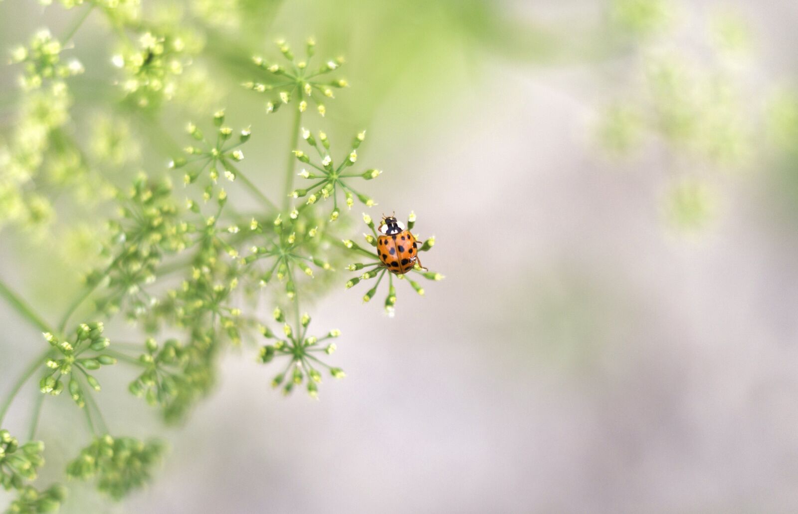 Sony DT 50mm F1.8 SAM sample photo. Bug, ladybug, insect photography