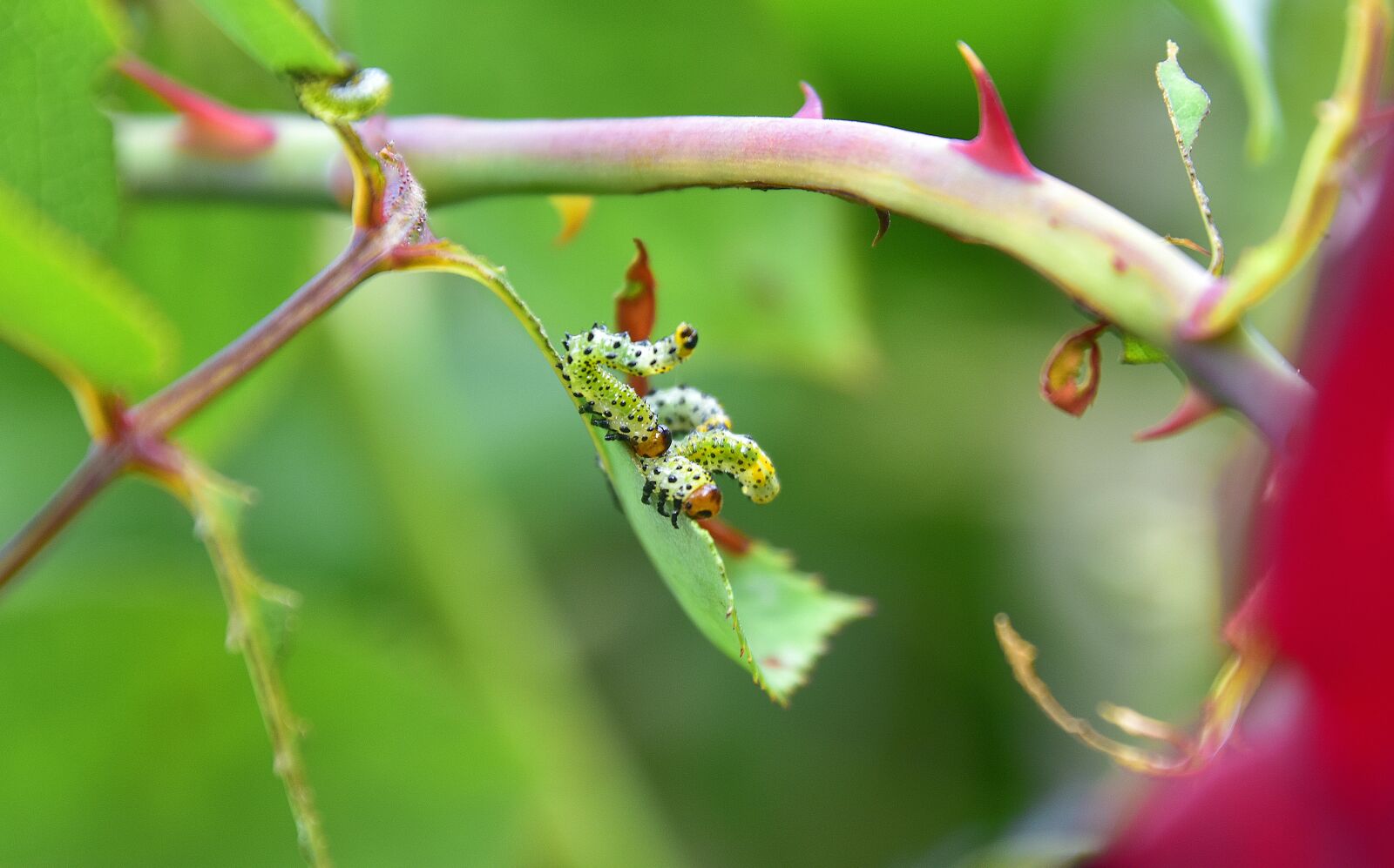Nikon D7200 sample photo. Leaves, thorns, caterpillars photography