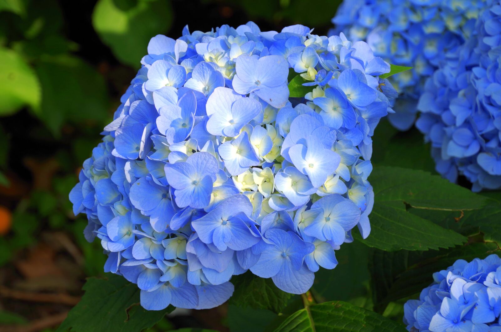 Pentax K-30 sample photo. Hydrangea, japan, natural photography