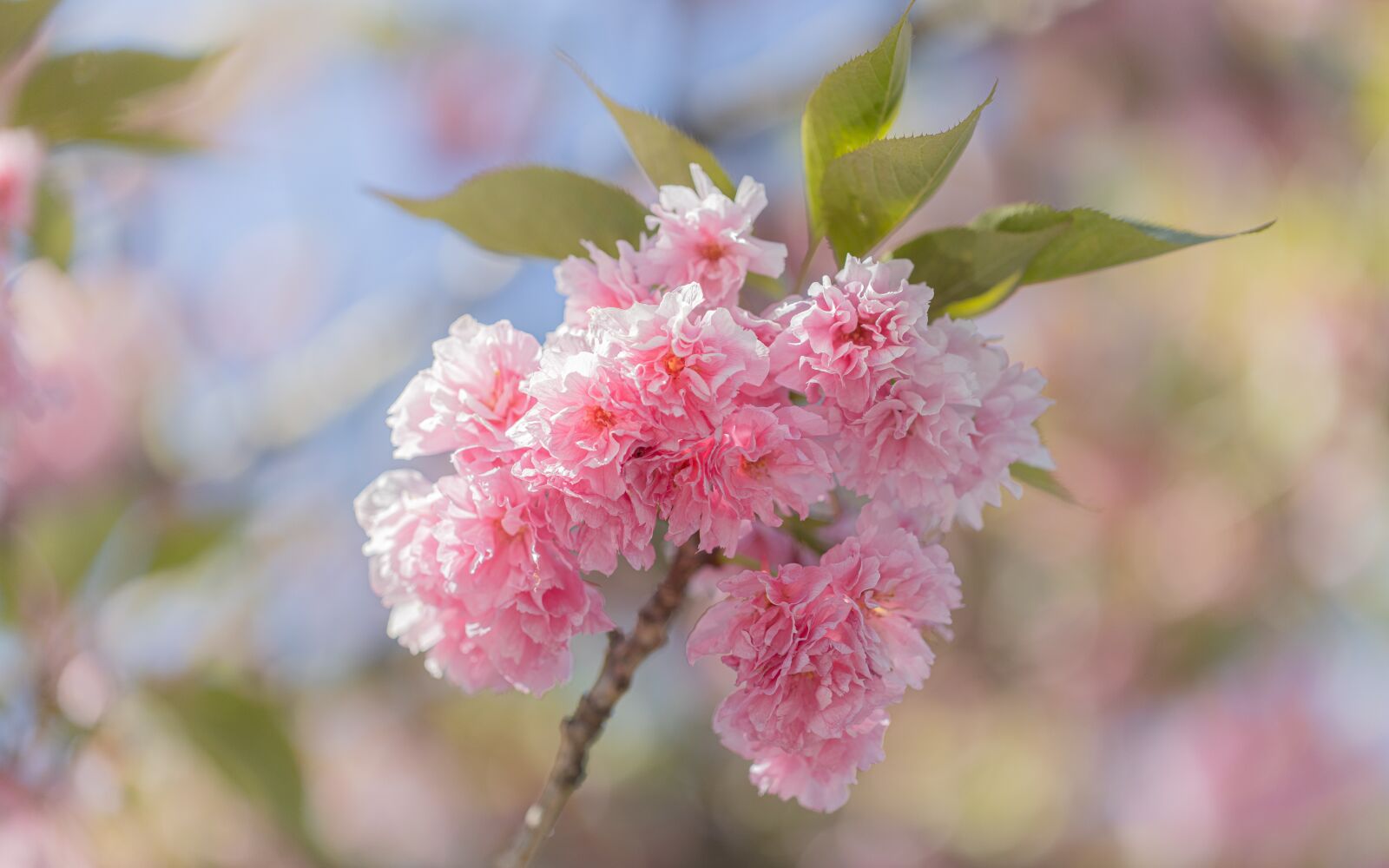 Canon EOS R sample photo. Flower, nature, cherry photography