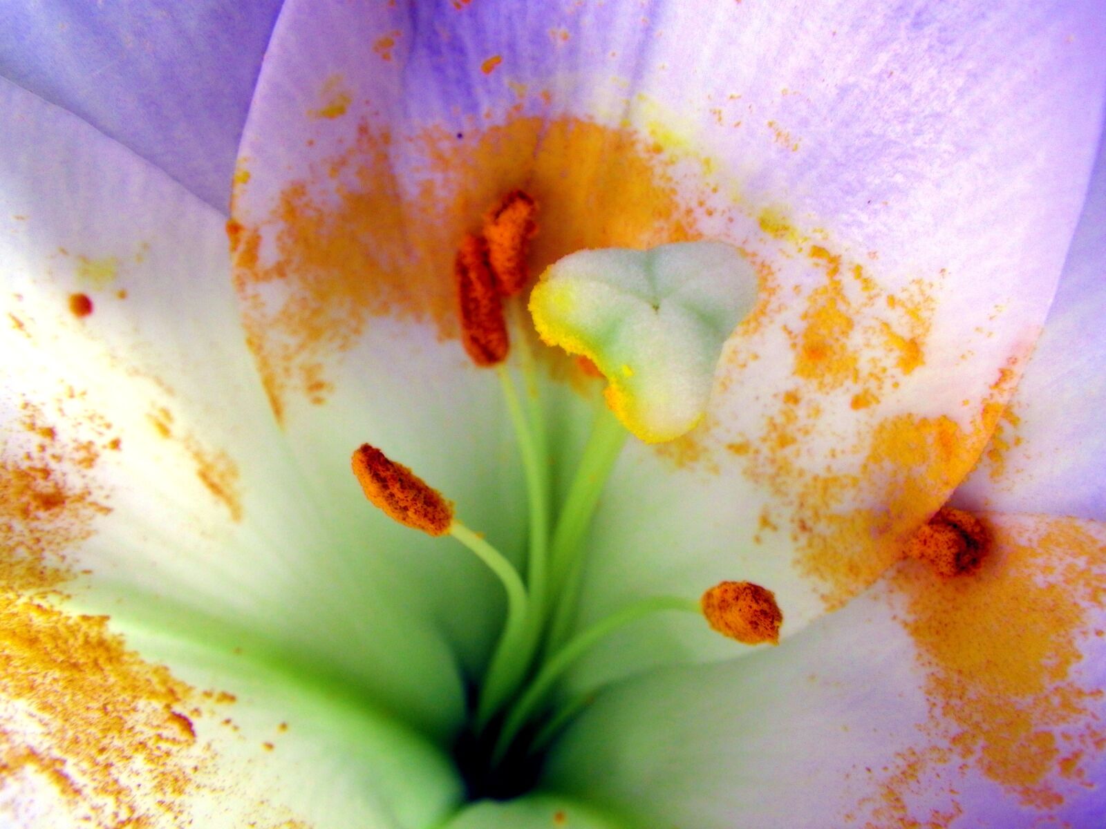Pentax Optio W90 sample photo. Flower, macro, pollen photography