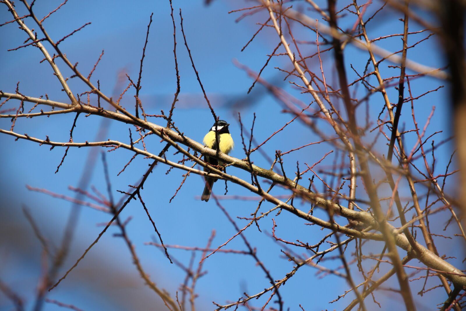 Canon EOS 500D (EOS Rebel T1i / EOS Kiss X3) sample photo. Tit, bird, blue photography