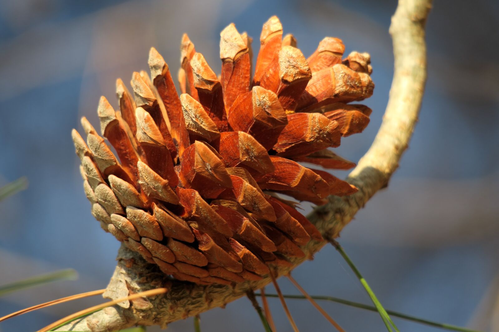 Canon PowerShot G3 X sample photo. Pine cones, green, closed photography