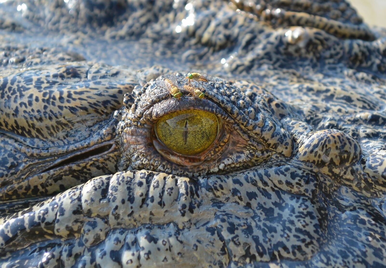 Nikon D800 sample photo. Crocodile, eye, flies photography