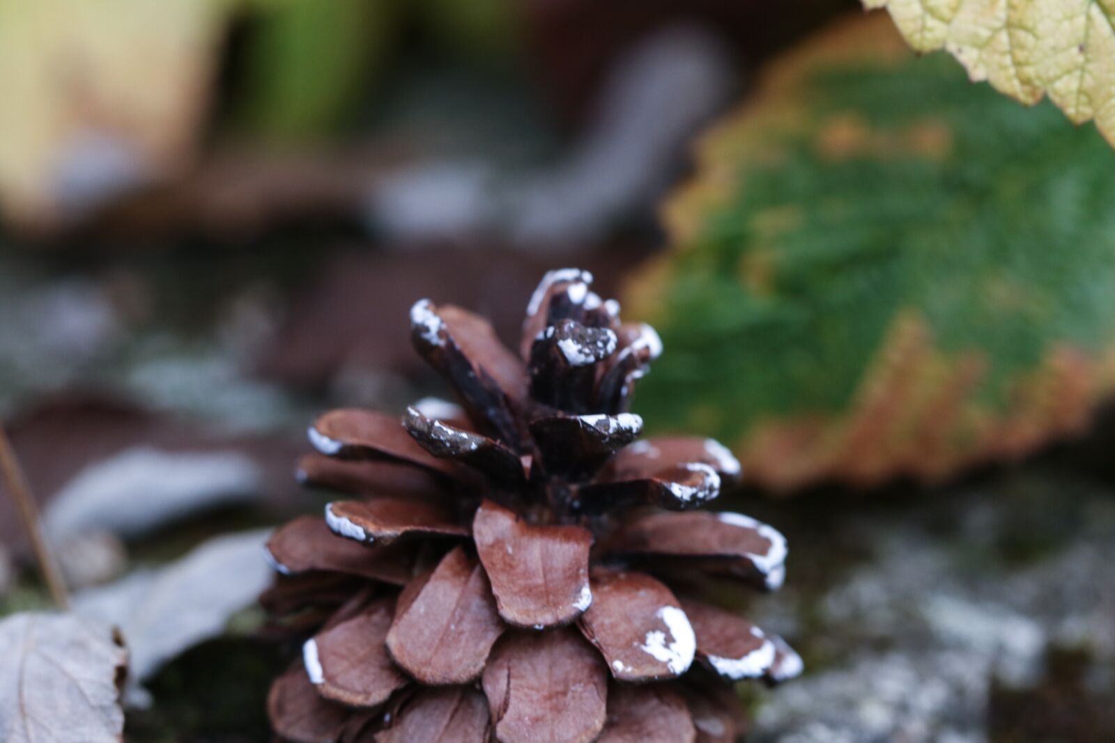 Canon EOS 7D Mark II sample photo. Pinecone, autumn, leaves photography