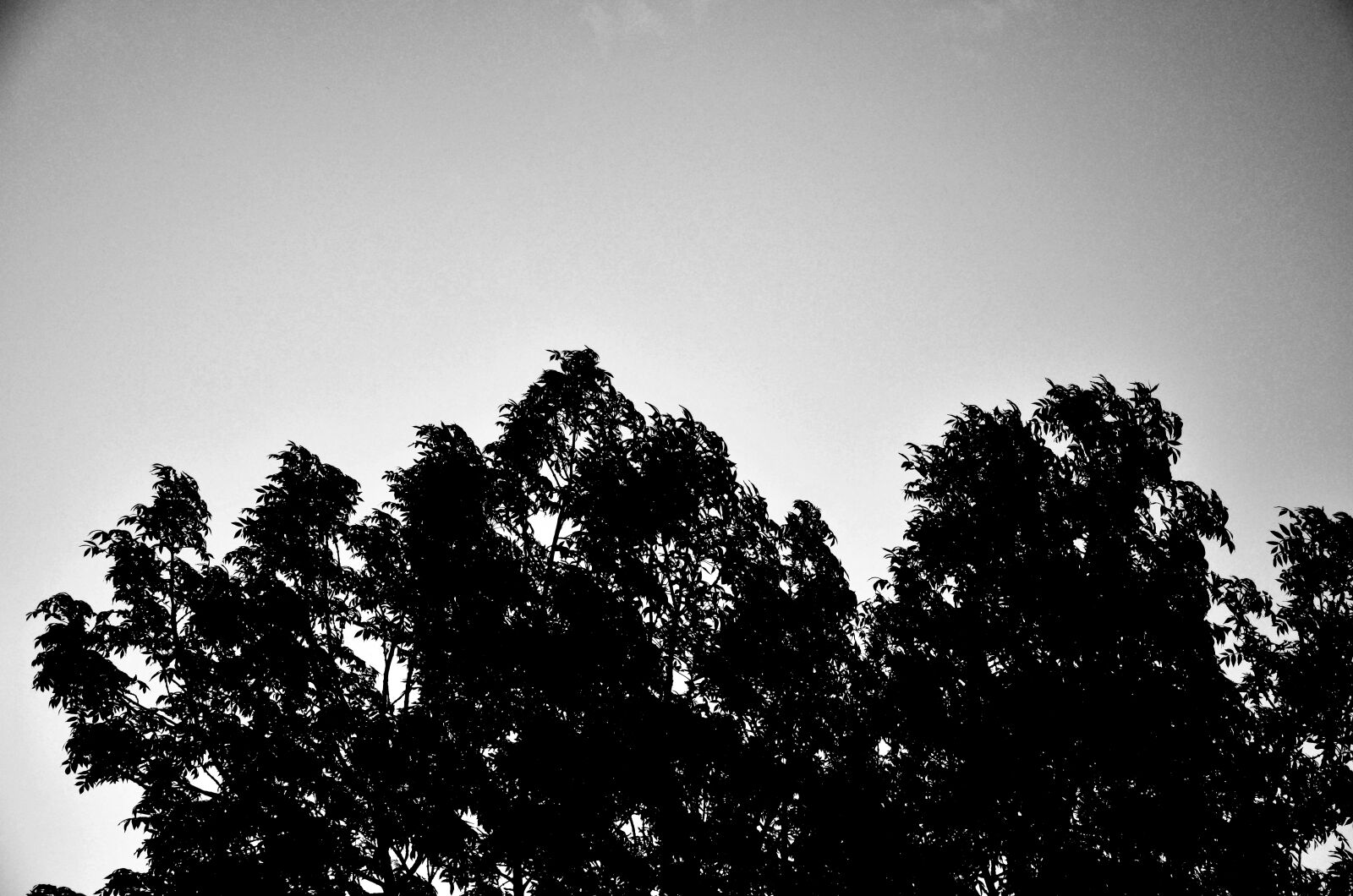 Nikon D5100 sample photo