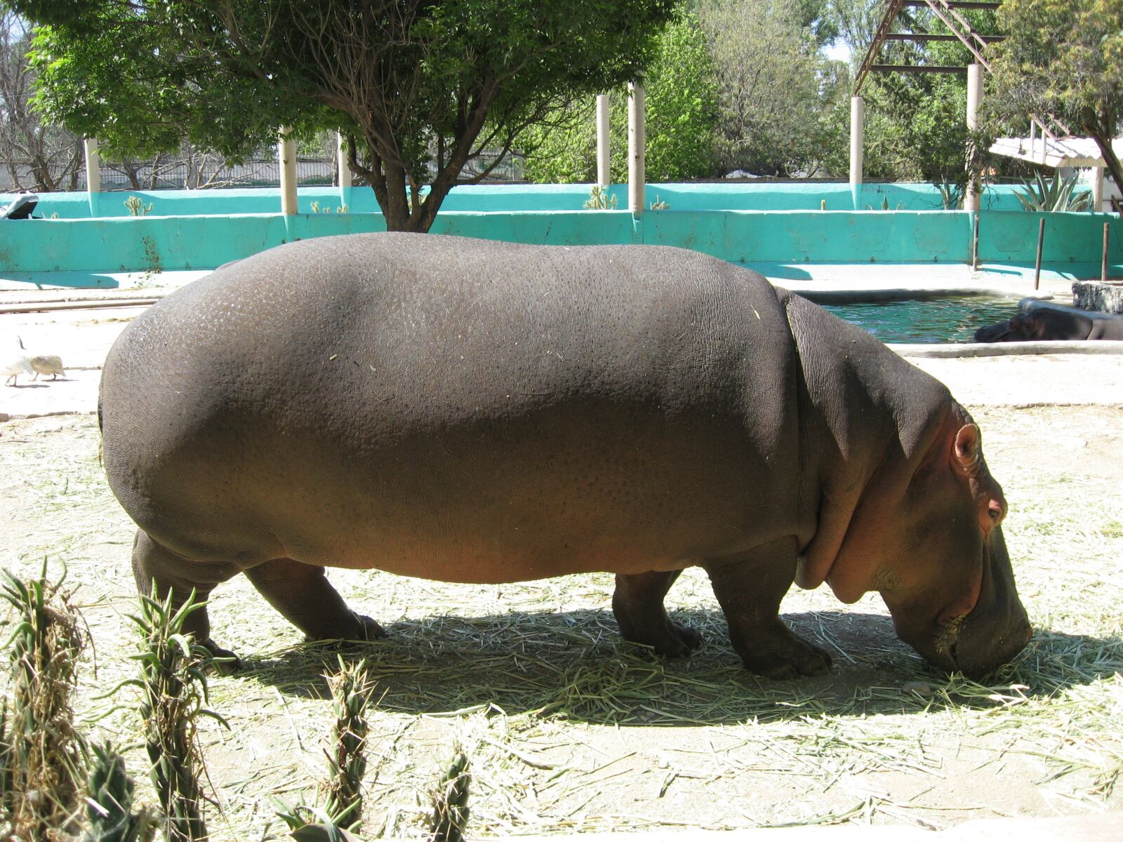 Canon POWERSHOT A550 sample photo. Hippopotamus, zoo, wameroo photography