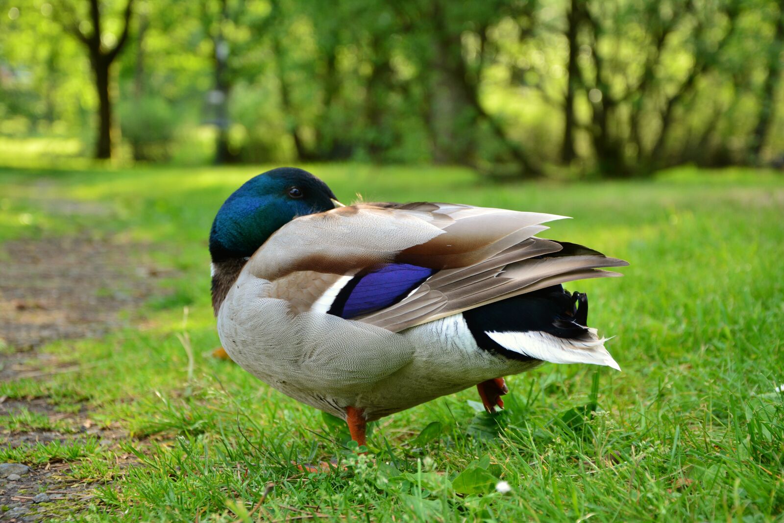 Nikon D5200 sample photo. Duck, water bird, bird photography