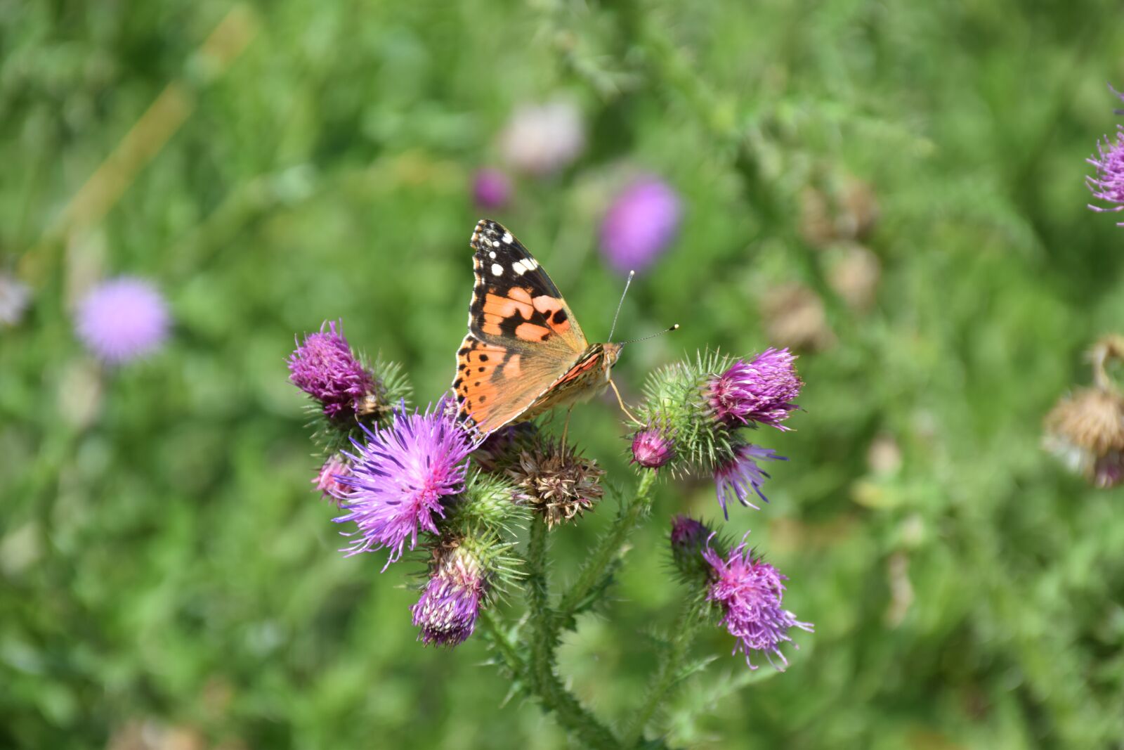 Nikon D5300 sample photo. Butterfly, bug, animal photography